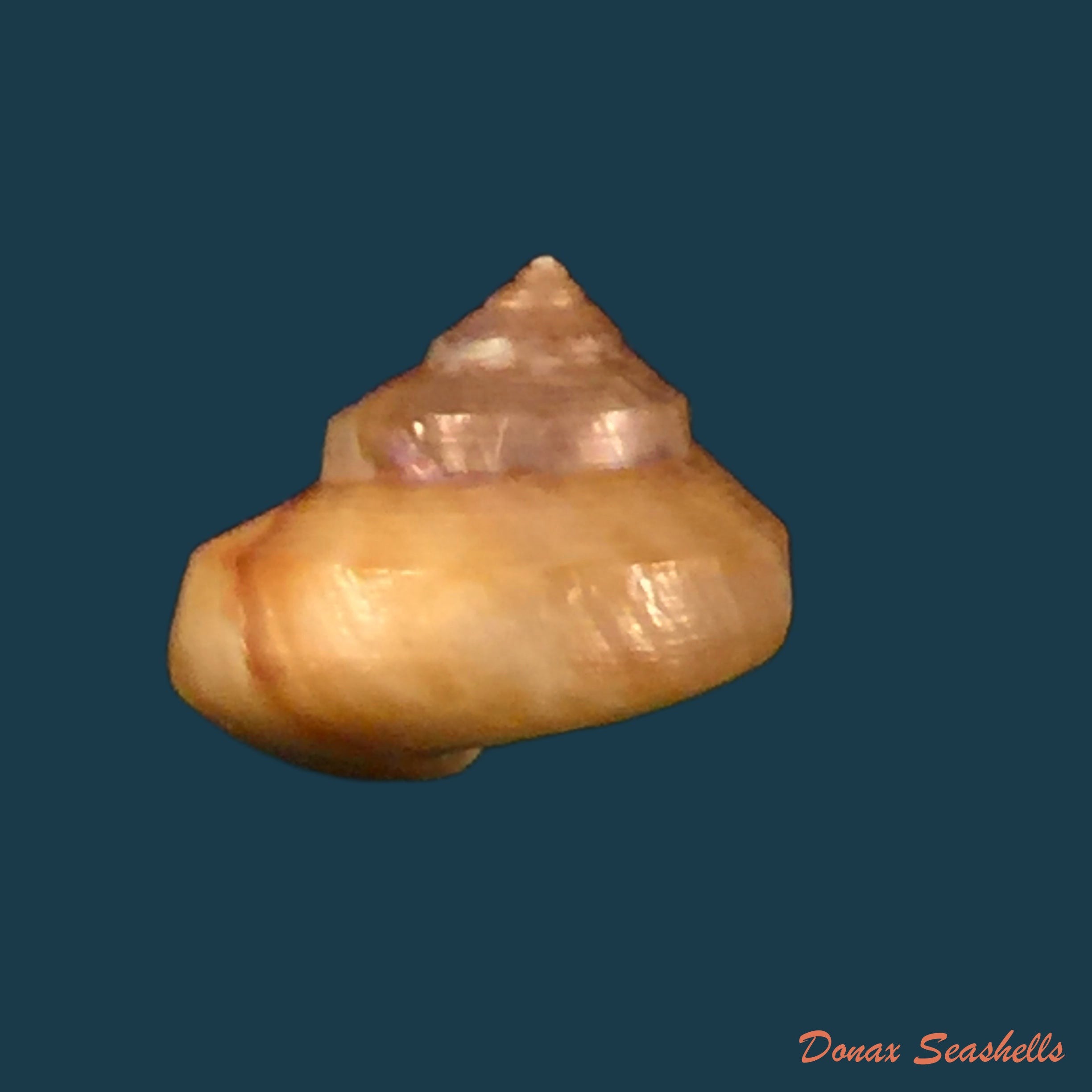 copia-de-calliostoma-coppingeri-major-c-fernandez-1976-10-7mm