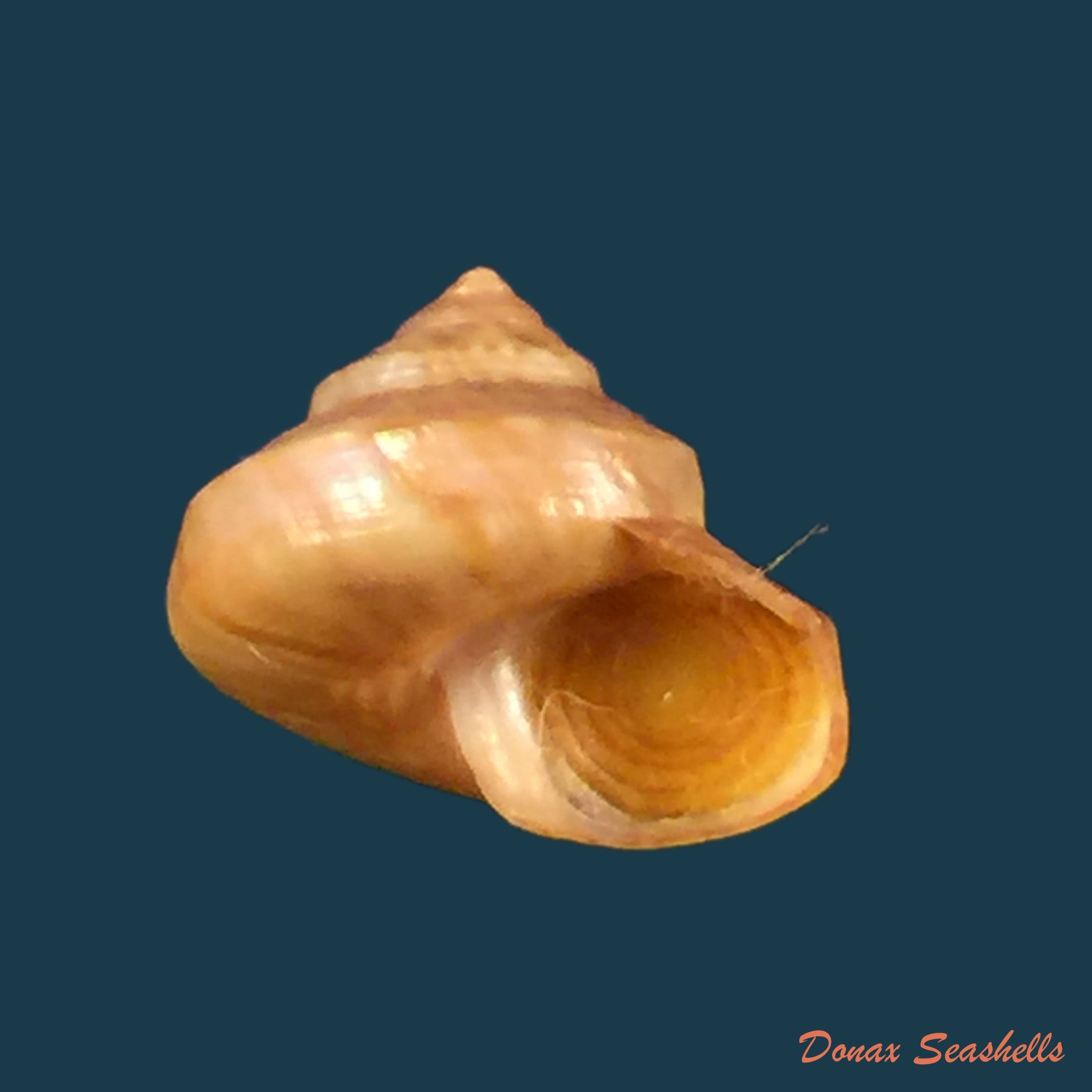 copia-de-calliostoma-coppingeri-major-c-fernandez-1976-10-7mm