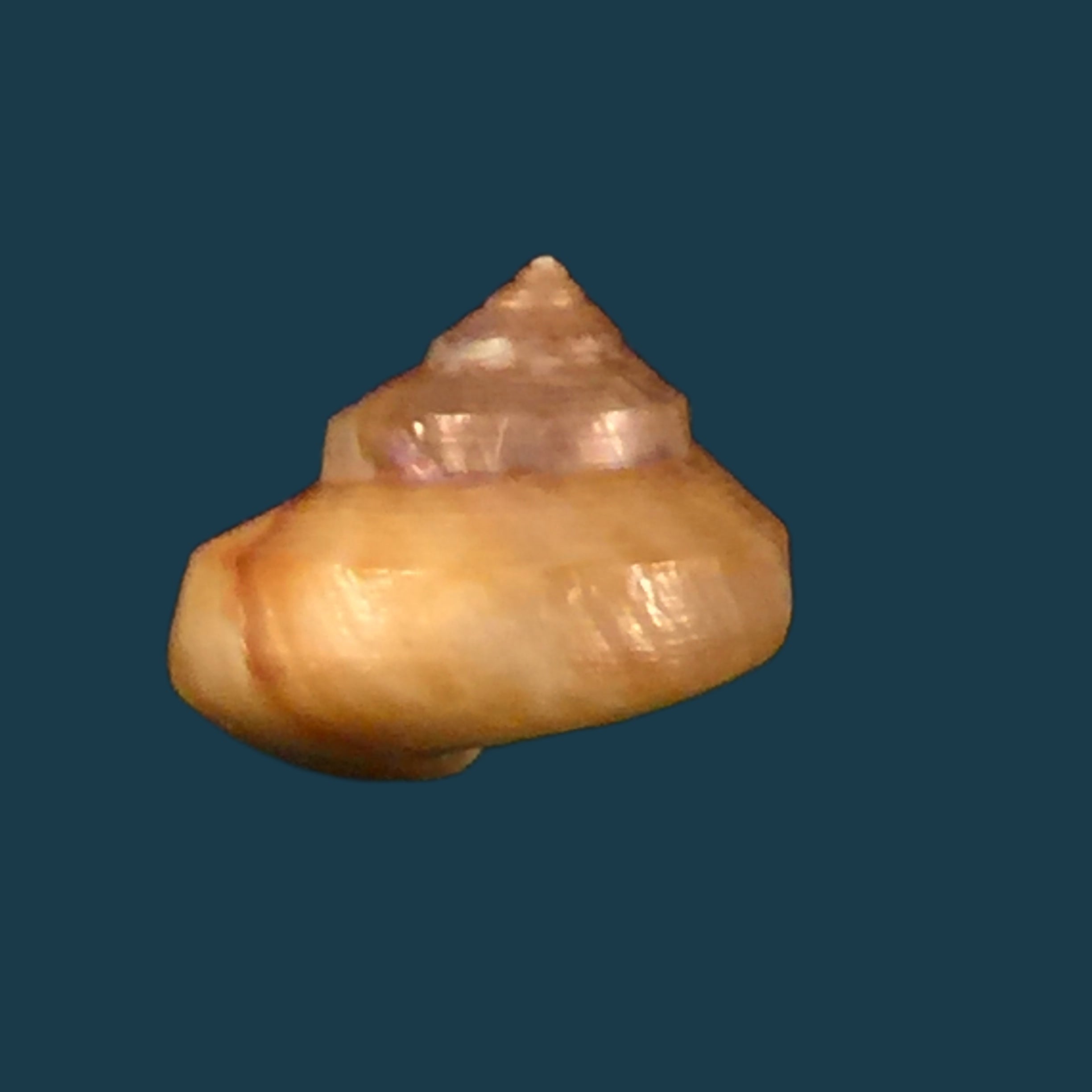 Calliostoma coppingeri major（C &amp; Fernandez, 1976）-10,9毫米
