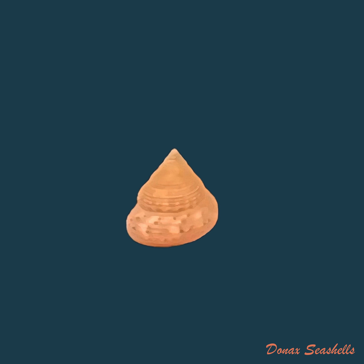 copia-de-calliostoma-depictum-dall-1927-8-3mm-2