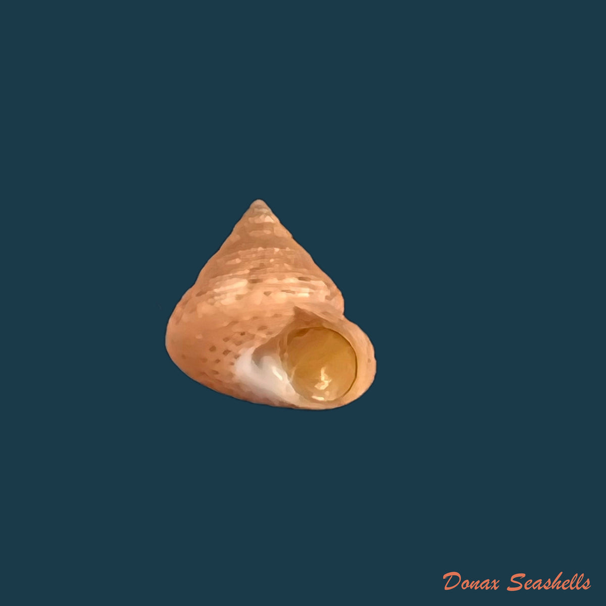 copia-de-calliostoma-depictum-dall-1927-8-3mm-2