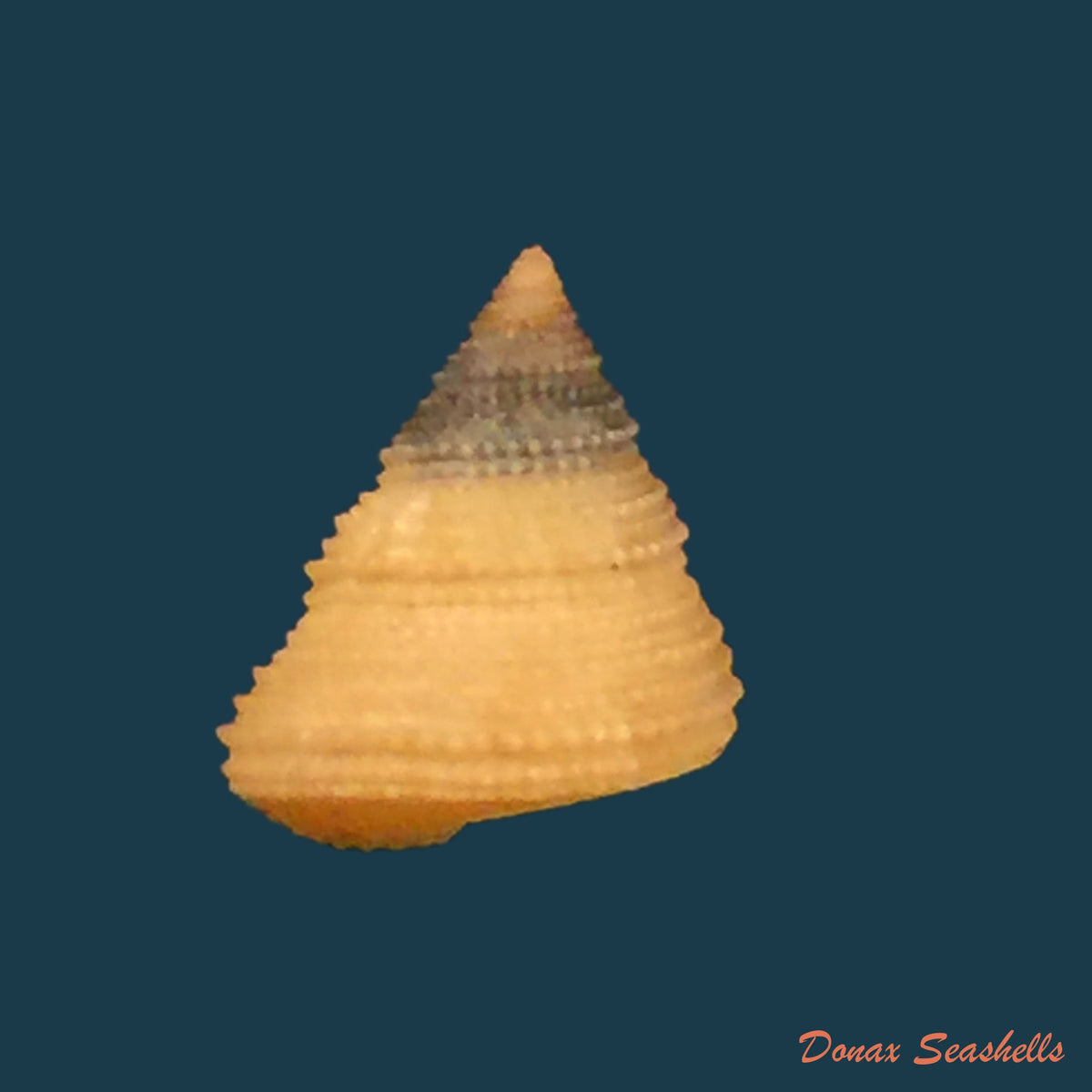 copia-de-calliostoma-depictum-dall-1927-8-3mm