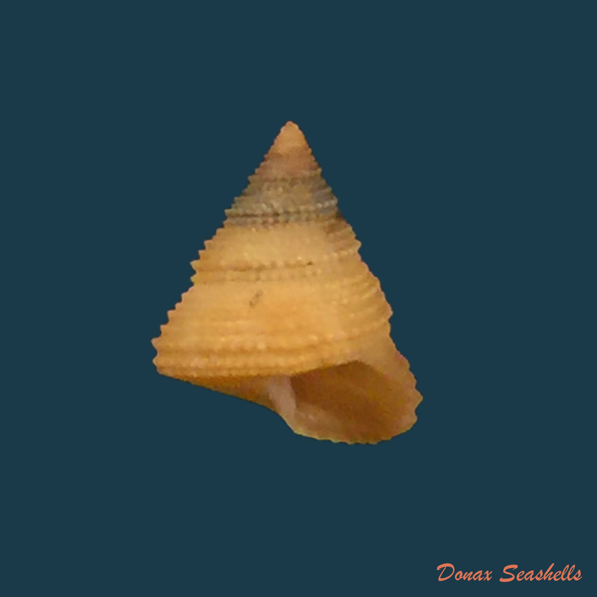 copia-de-calliostoma-depictum-dall-1927-8-3mm