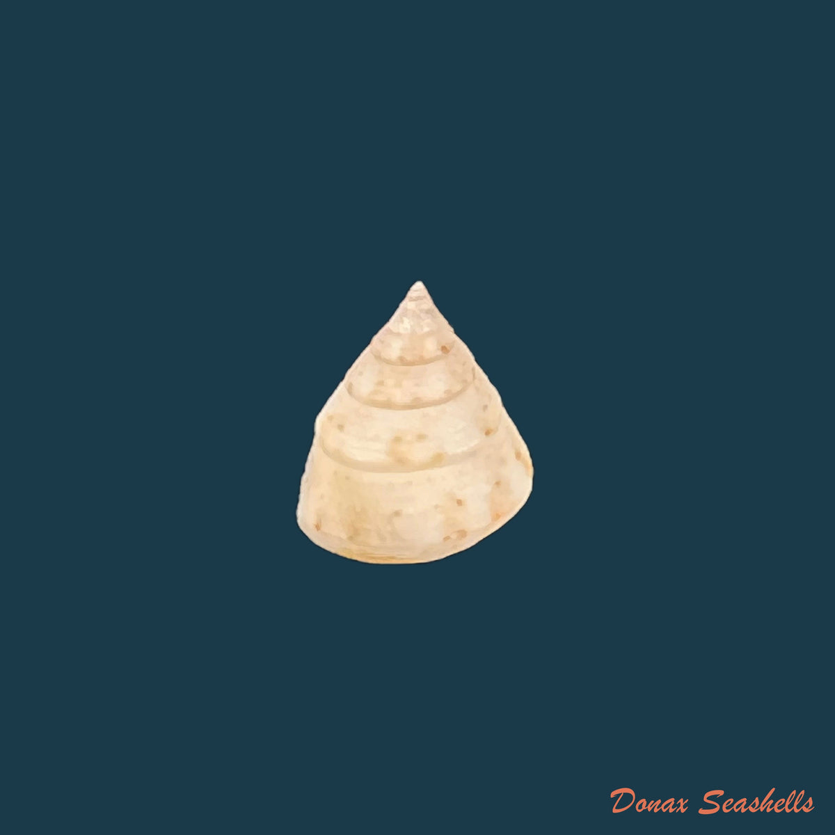 copia-de-calliostoma-gemmosum-reeve-1842-21-7mm