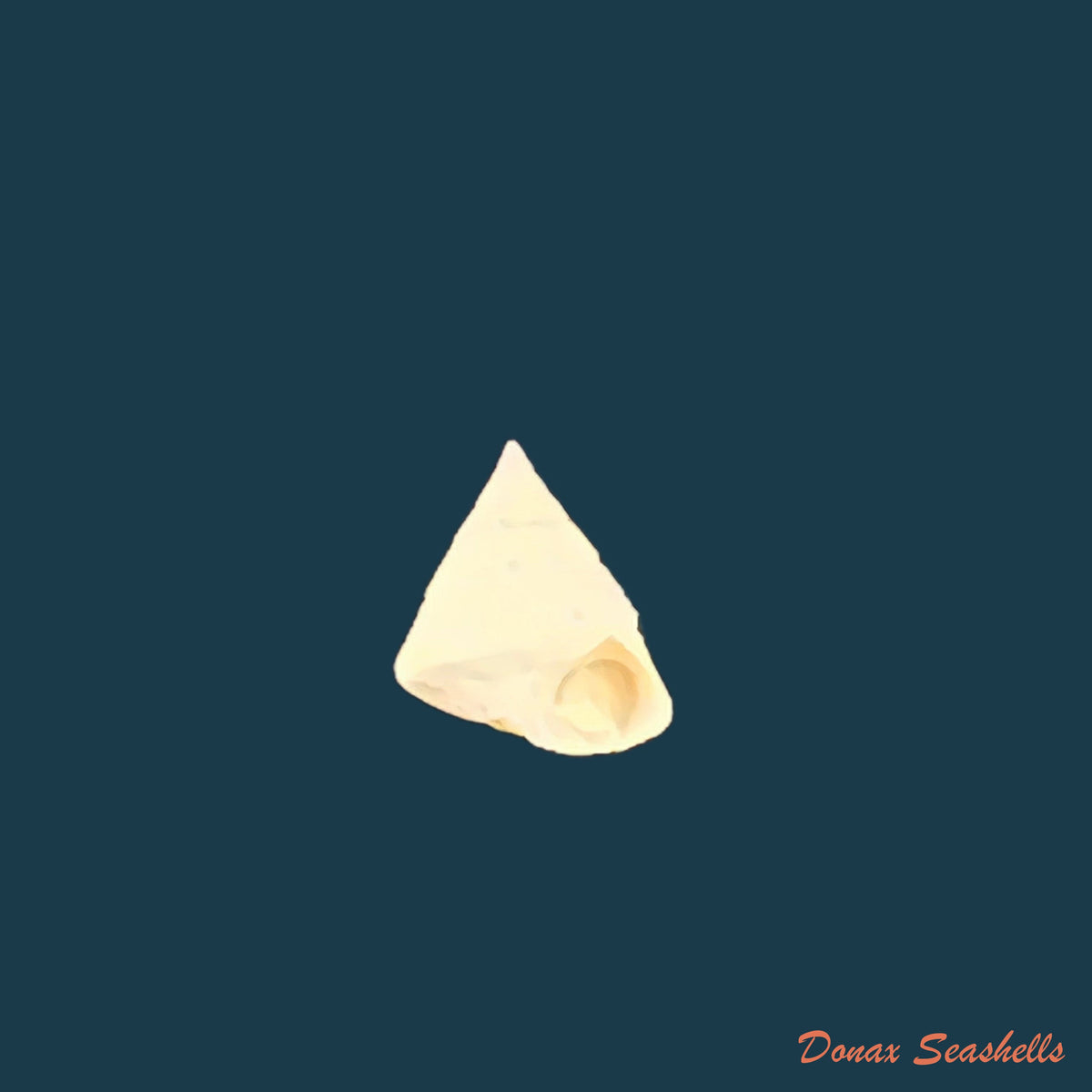 copia-de-calliostoma-gemmosum-reeve-1842-21-7mm