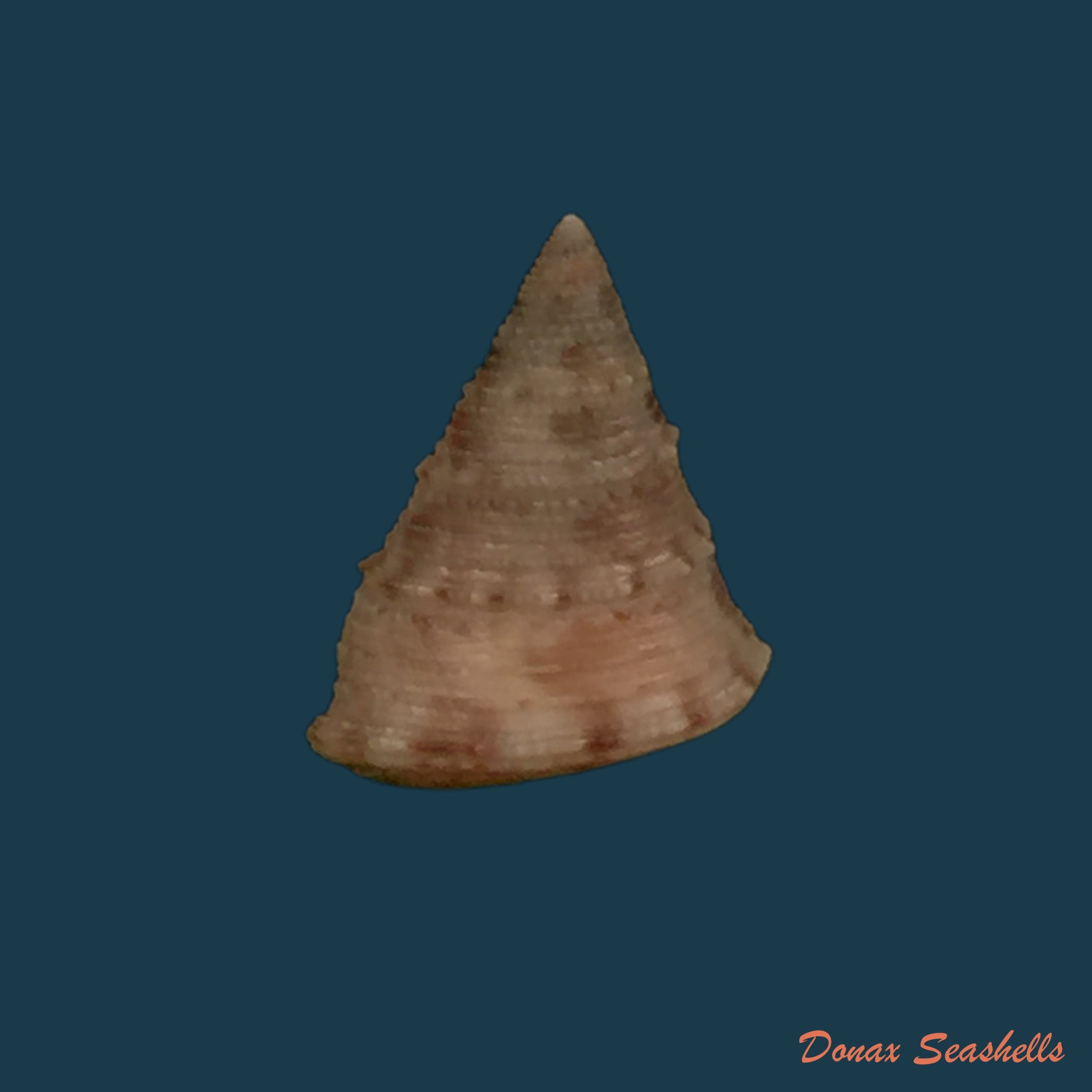 copia-de-calliostoma-gubbioli-nofroni-1984-13-9mm