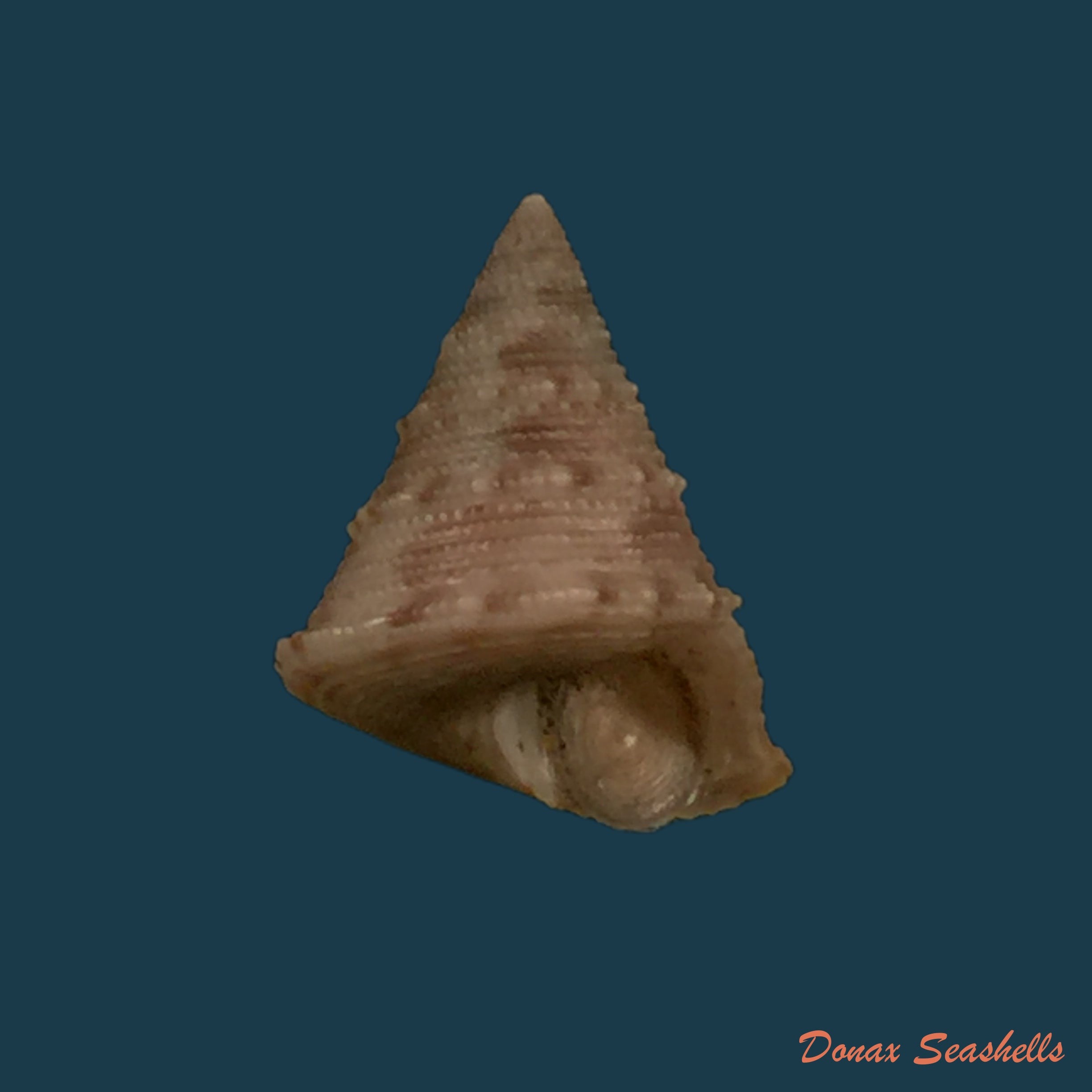 copia-de-calliostoma-gubbioli-nofroni-1984-13-9mm