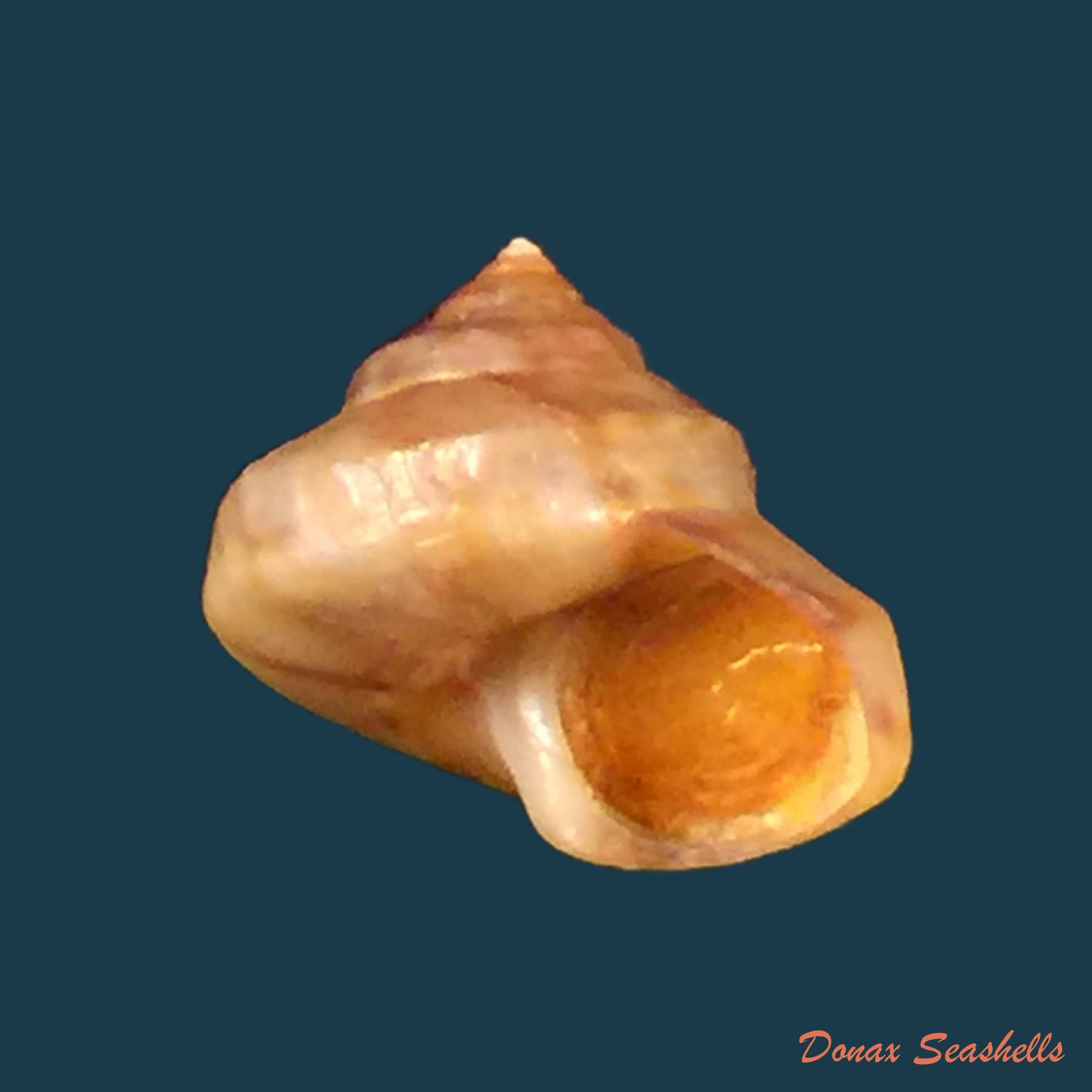 copia-de-calliostoma-jujubinum-gmelin-1791-27-1mm