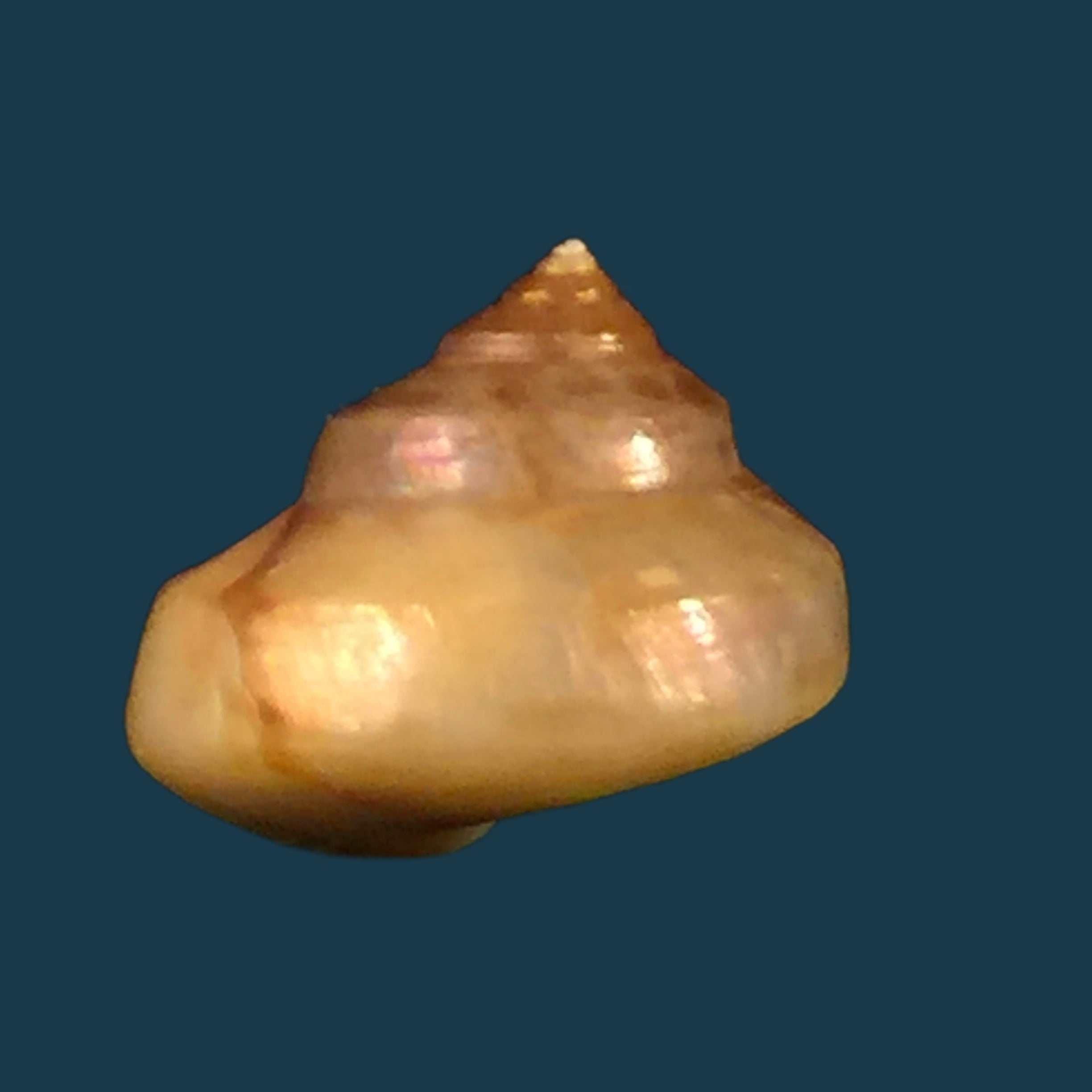 Calliostoma coppingeri major（C &amp; Fernandez, 1976）-10,7毫米
