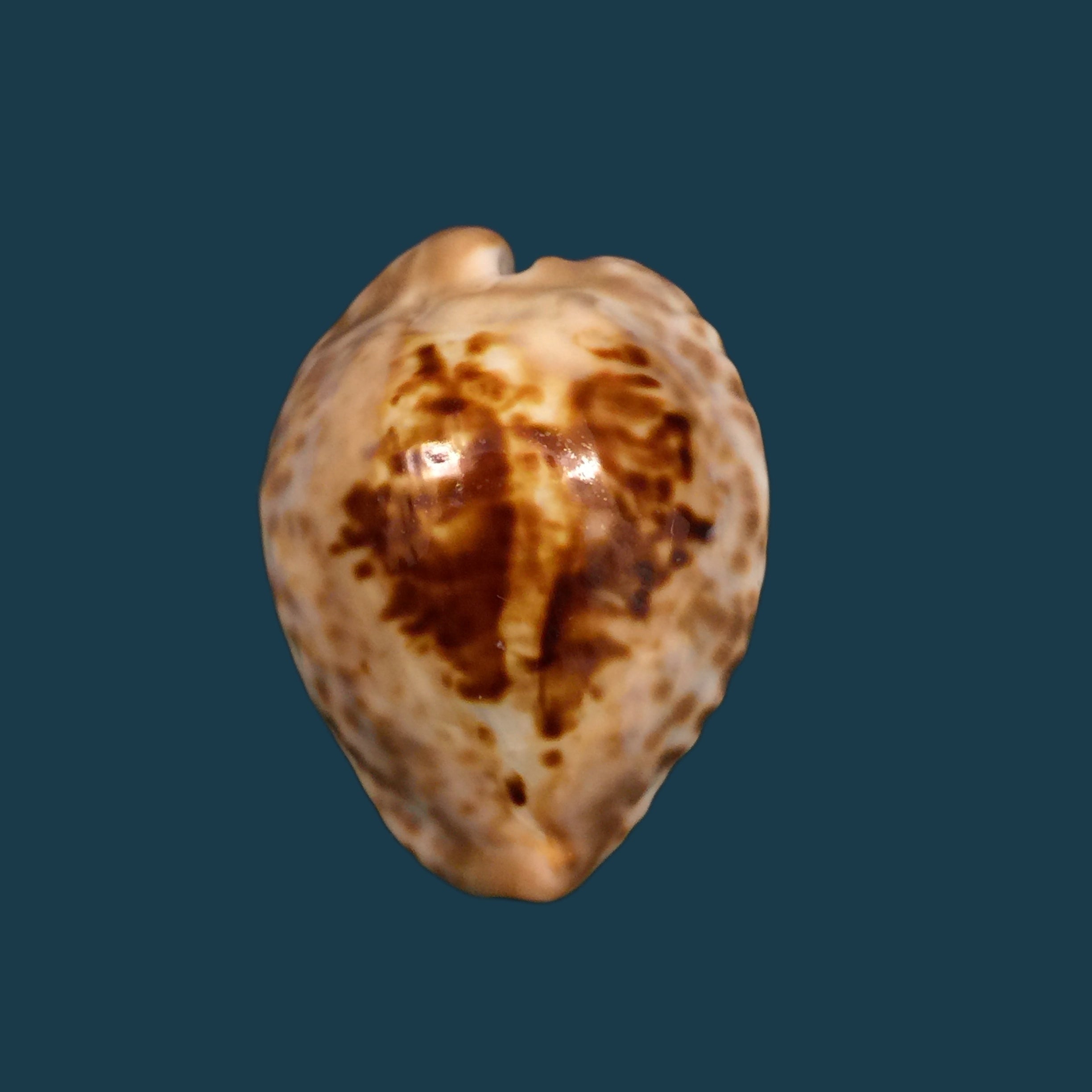 Barycypraea teulerei (Cazenavette, 1846) - 45mm