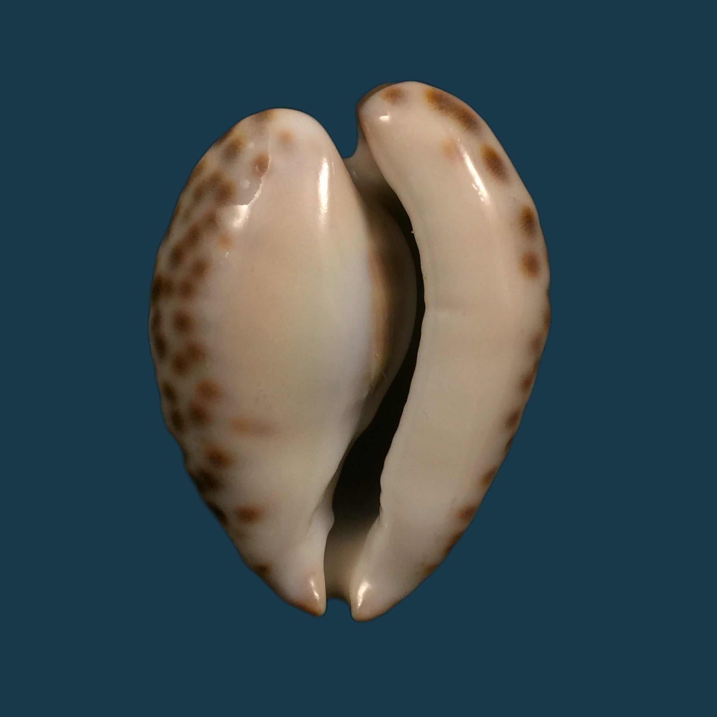 Barycypraea teulerei (Cazenavette, 1846) - 45mm