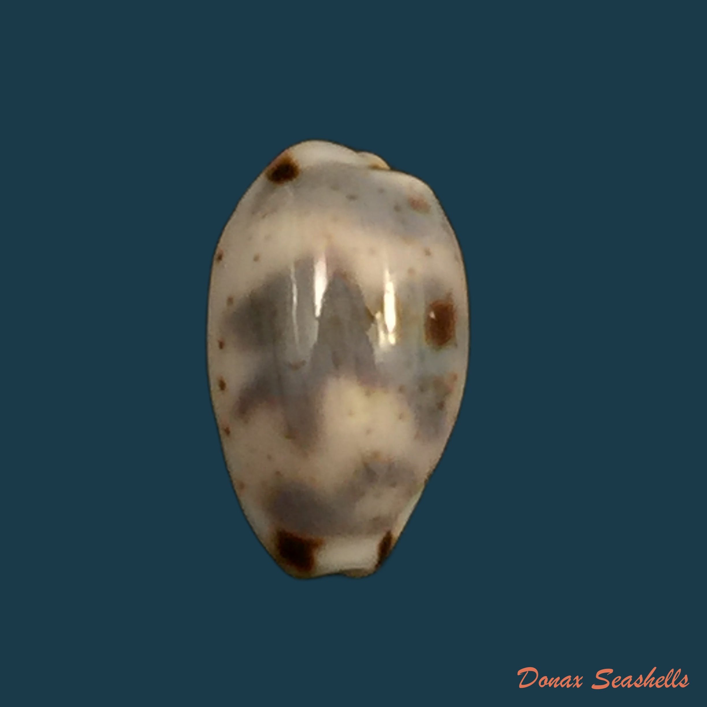 copia-de-callistocypraea-aurantium-gmelin-1791-84-6mm-2