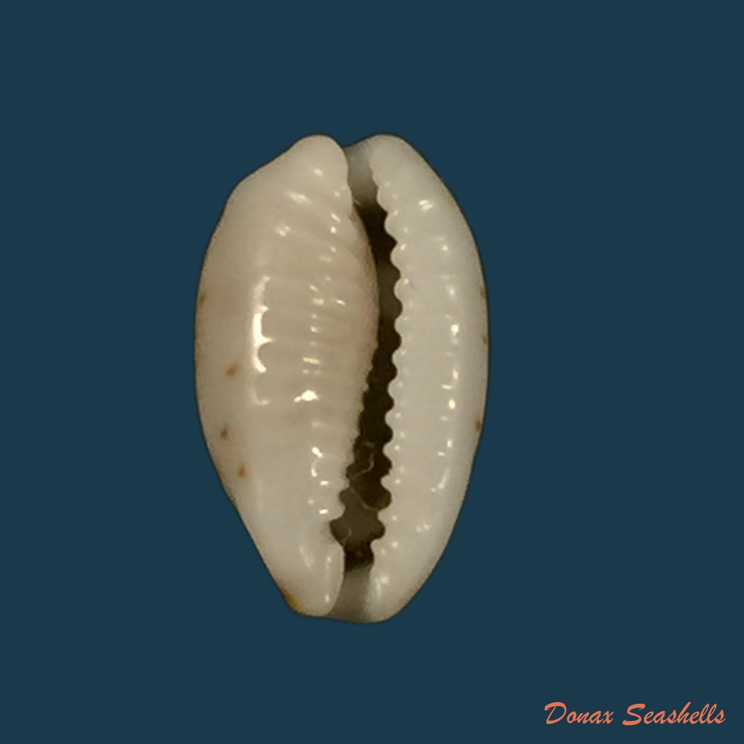 copia-de-callistocypraea-aurantium-gmelin-1791-84-6mm-2