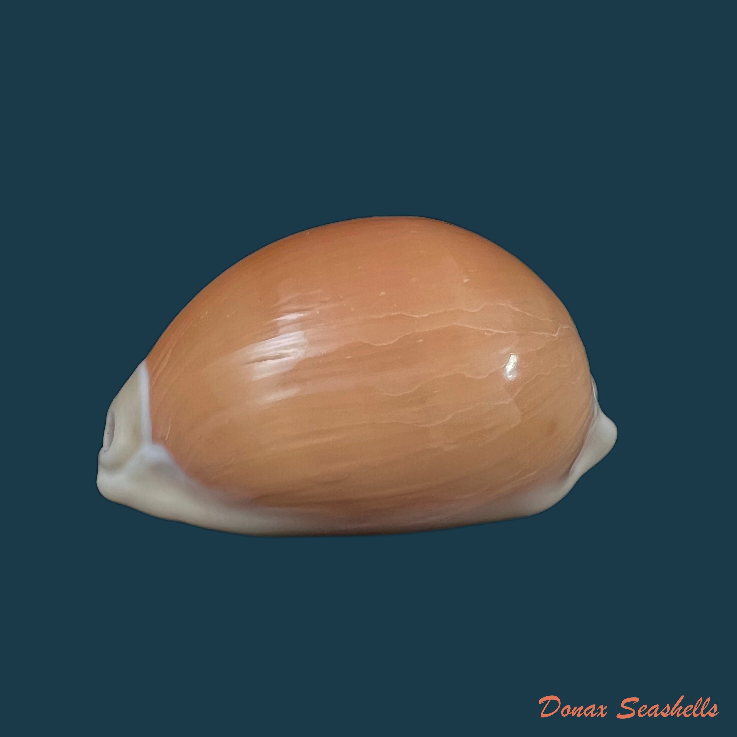 copia-de-callistocypraea-aurantium-gmelin-1791-84-6mm-3