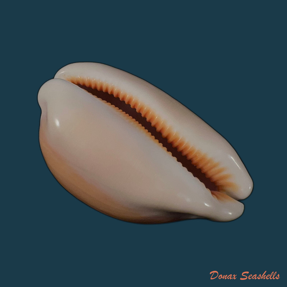 copia-de-callistocypraea-aurantium-gmelin-1791-84-6mm-3
