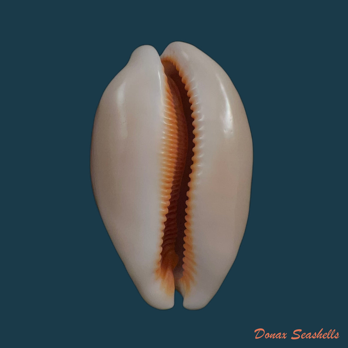 copia-de-callistocypraea-aurantium-gmelin-1791-84-6mm-3