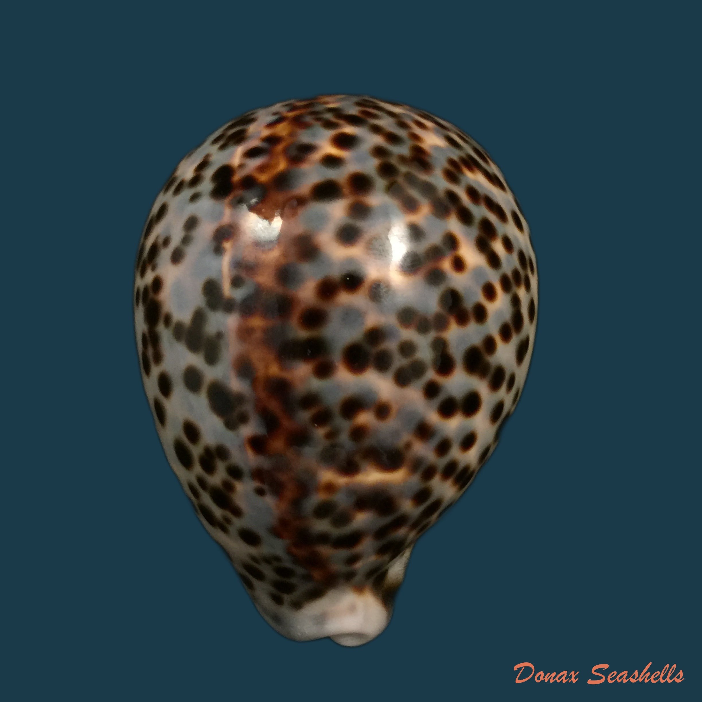 copia-de-callistocypraea-aurantium-gmelin-1791-99-7mm