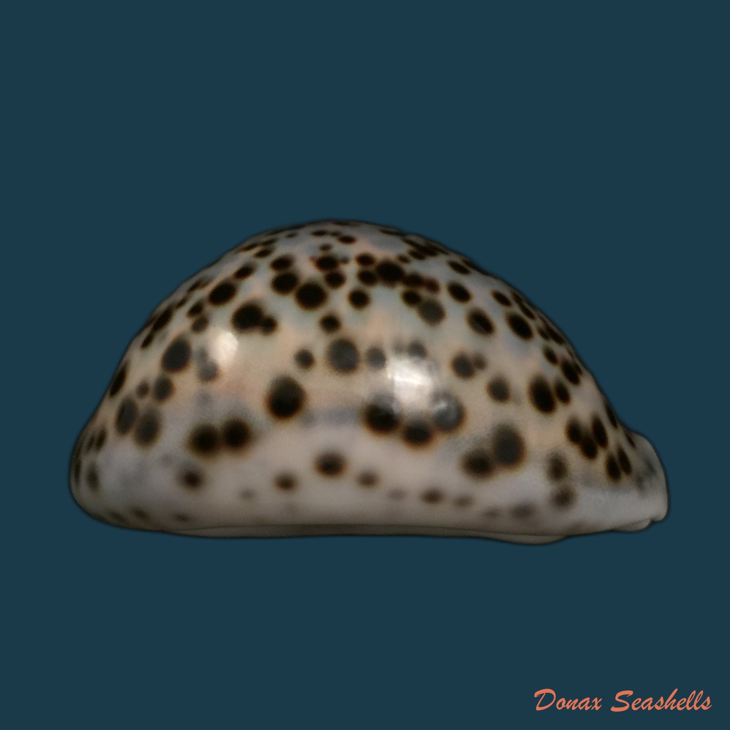 copia-de-callistocypraea-aurantium-gmelin-1791-99-7mm