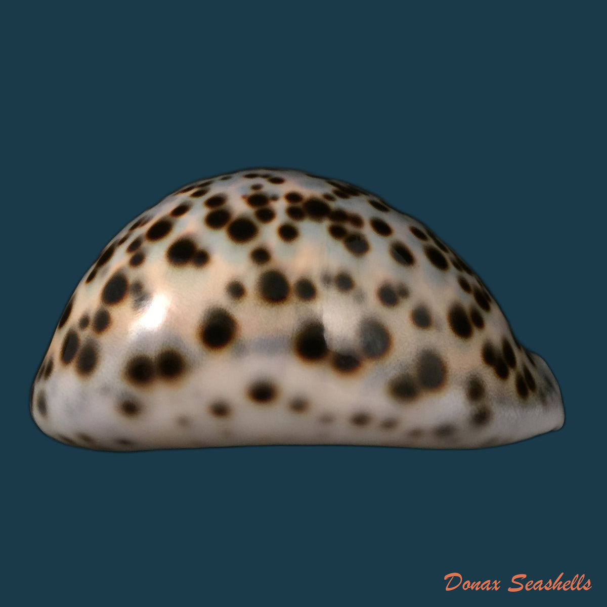 copia-de-callistocypraea-aurantium-gmelin-1791-99-7mm