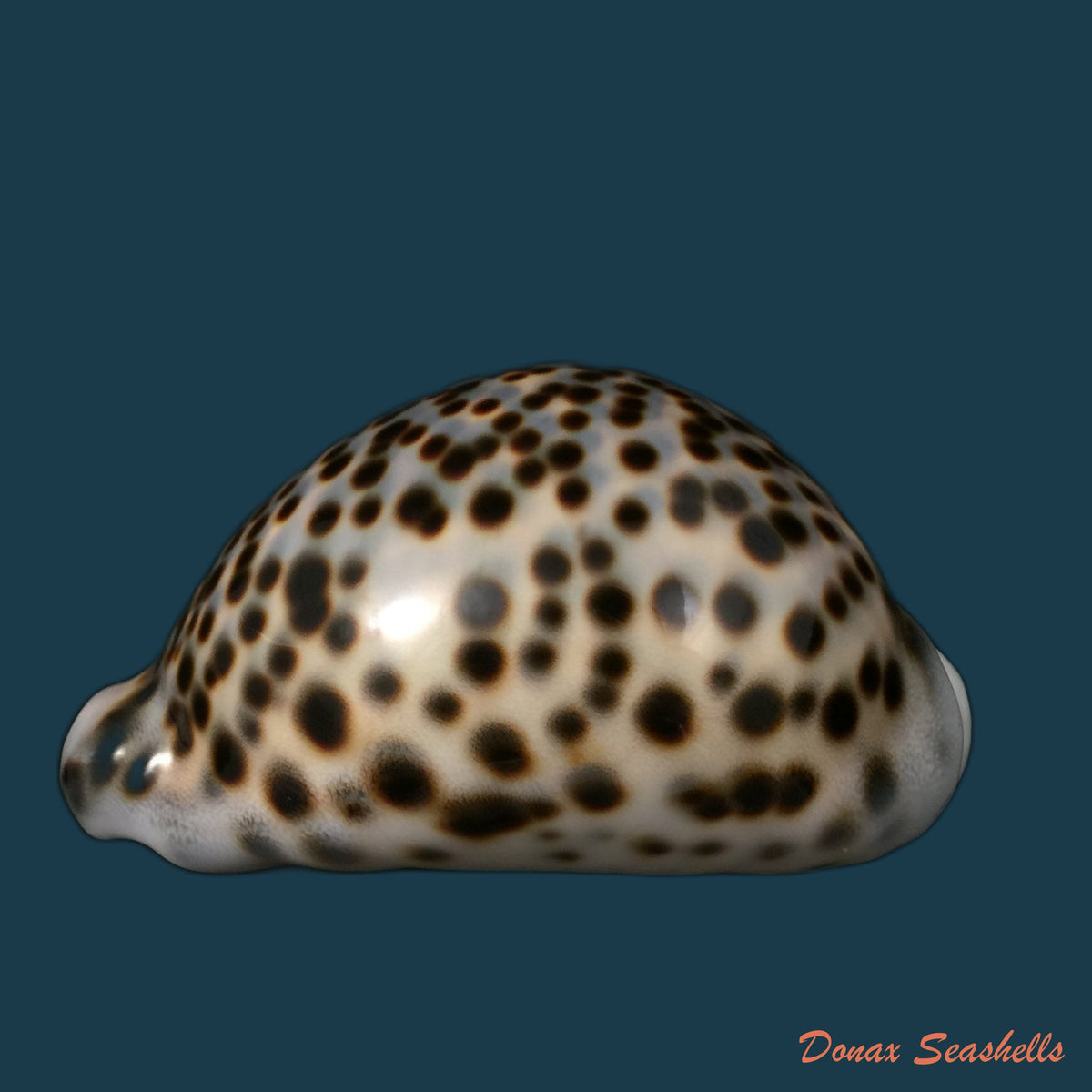 copia-de-callistocypraea-aurantium-gmelin-1791-99-7mm