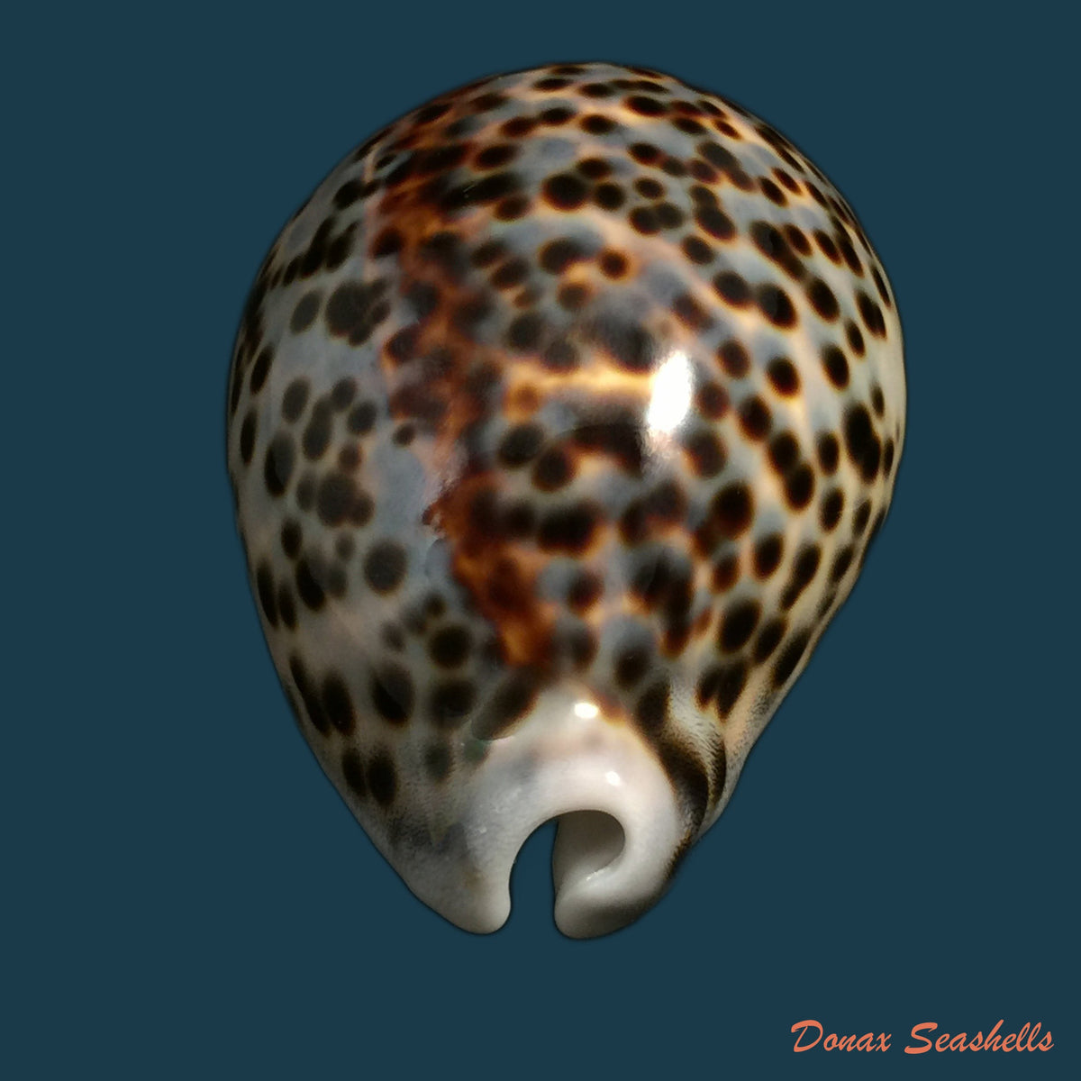 copia-de-callistocypraea-aurantium-gmelin-1791-99-7mm