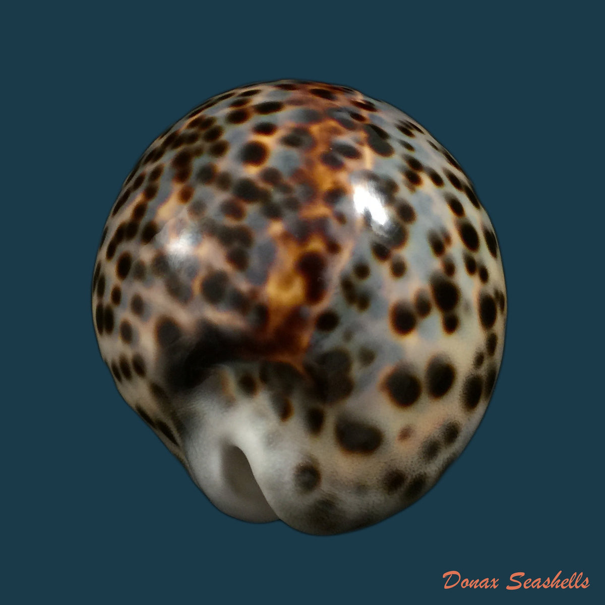 copia-de-callistocypraea-aurantium-gmelin-1791-99-7mm