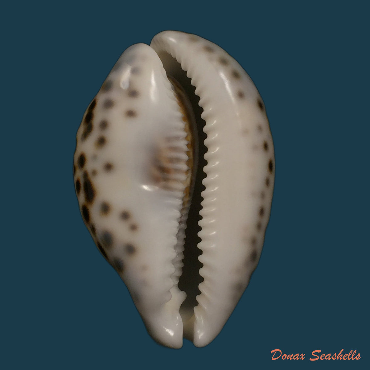 copia-de-callistocypraea-aurantium-gmelin-1791-99-7mm