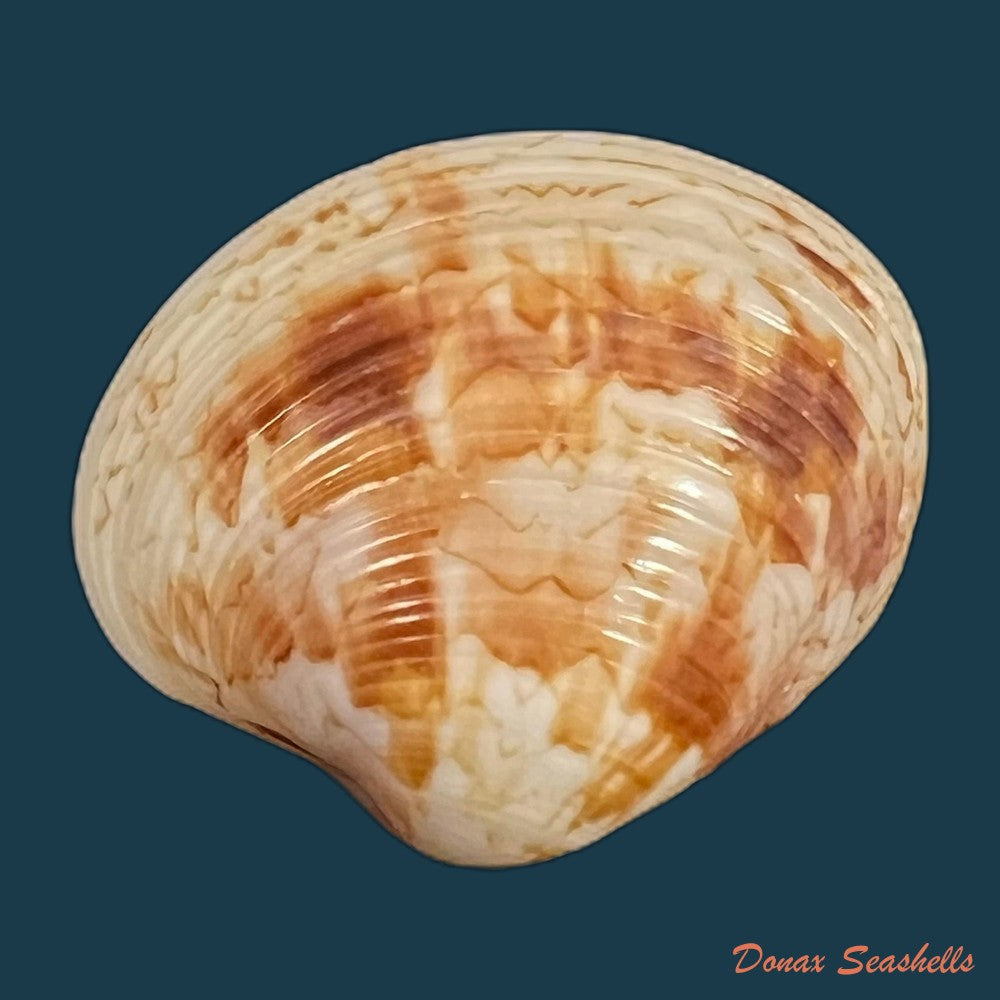 copia-de-callpita-eucymata-dall-1890-24-7mm