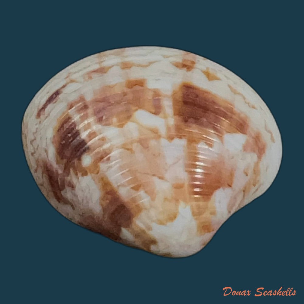 copia-de-callpita-eucymata-dall-1890-24-7mm