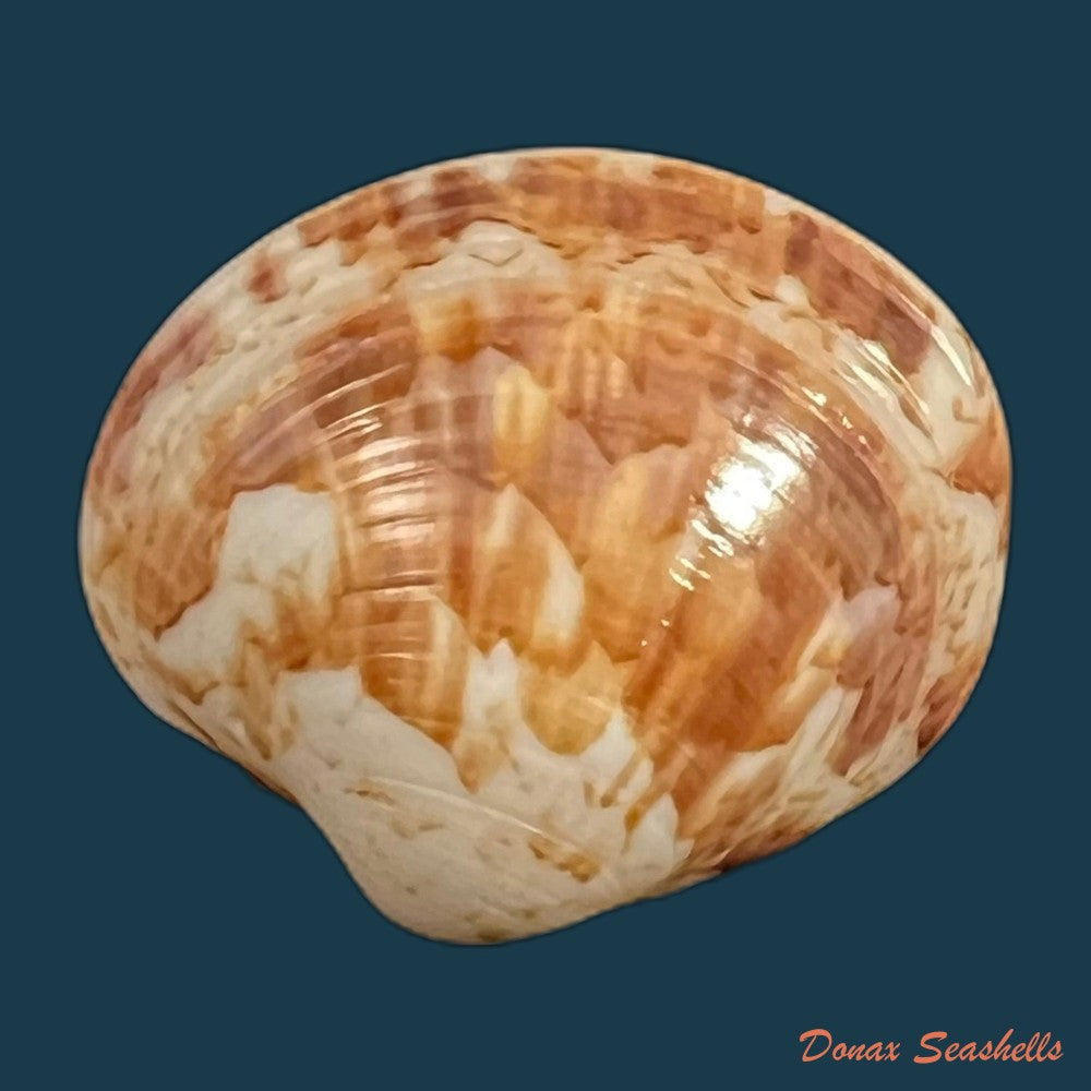 copia-de-callpita-eucymata-dall-1890-24mm