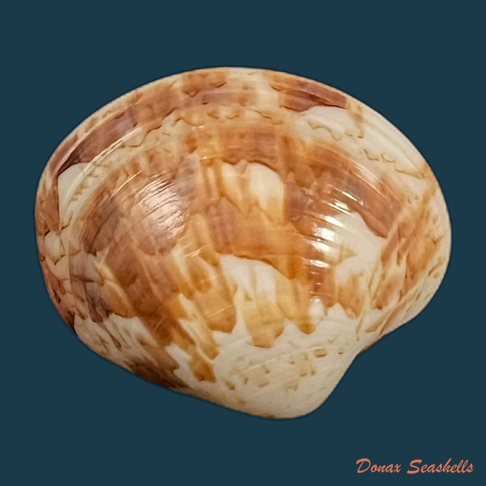 copia-de-callpita-eucymata-dall-1890-24mm