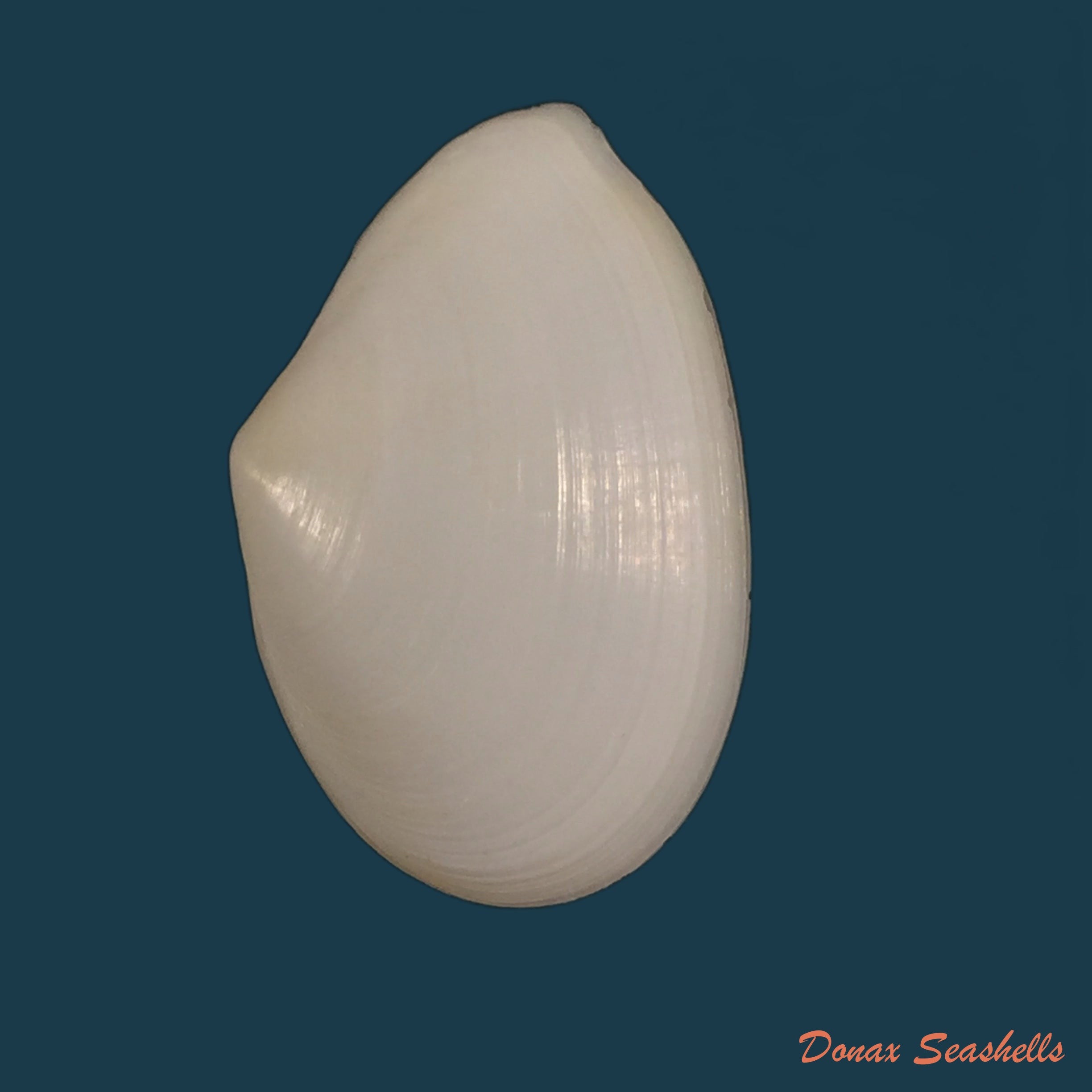 copia-de-calpurnus-verrugosas-linnaeus-1758