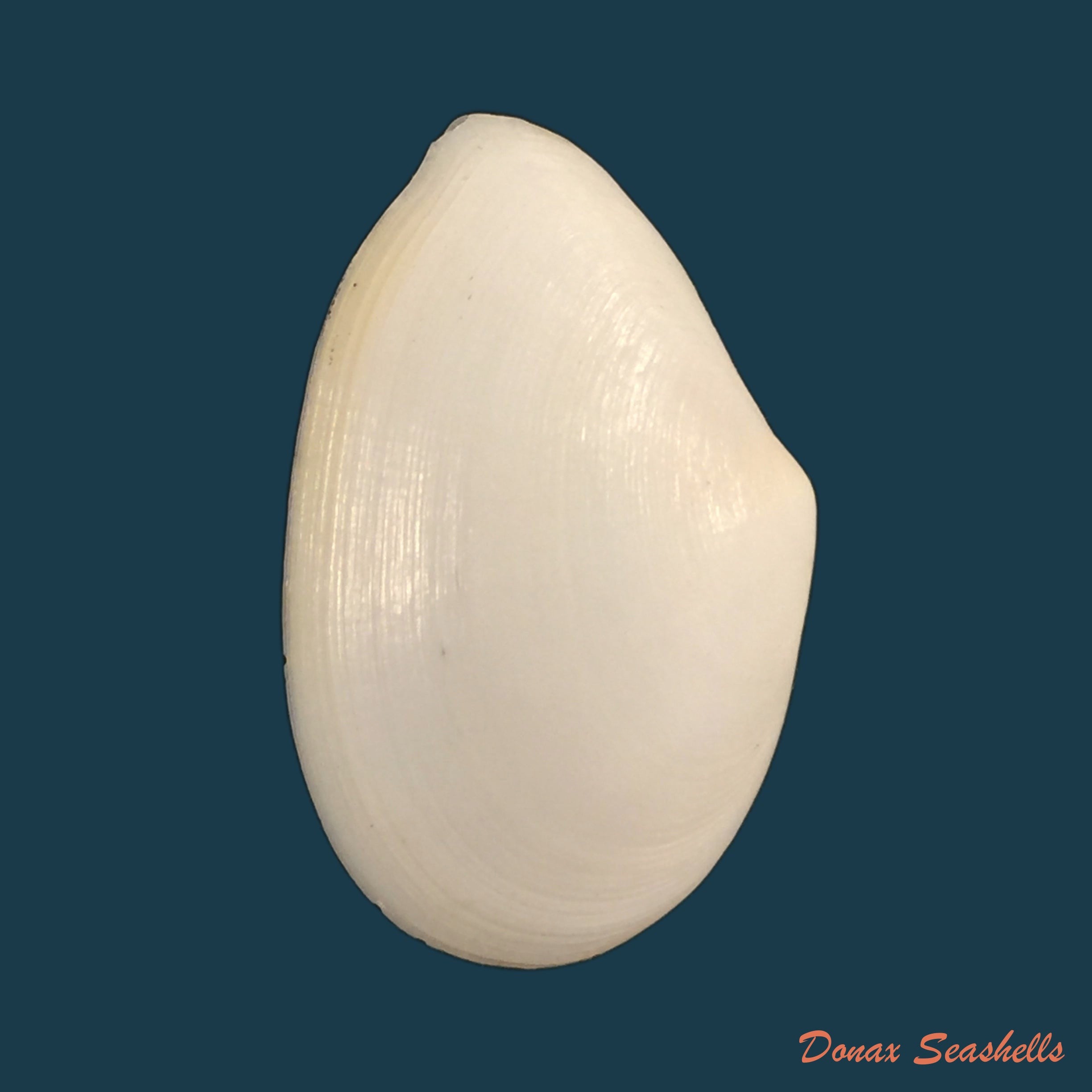 copia-de-calpurnus-verrugosas-linnaeus-1758