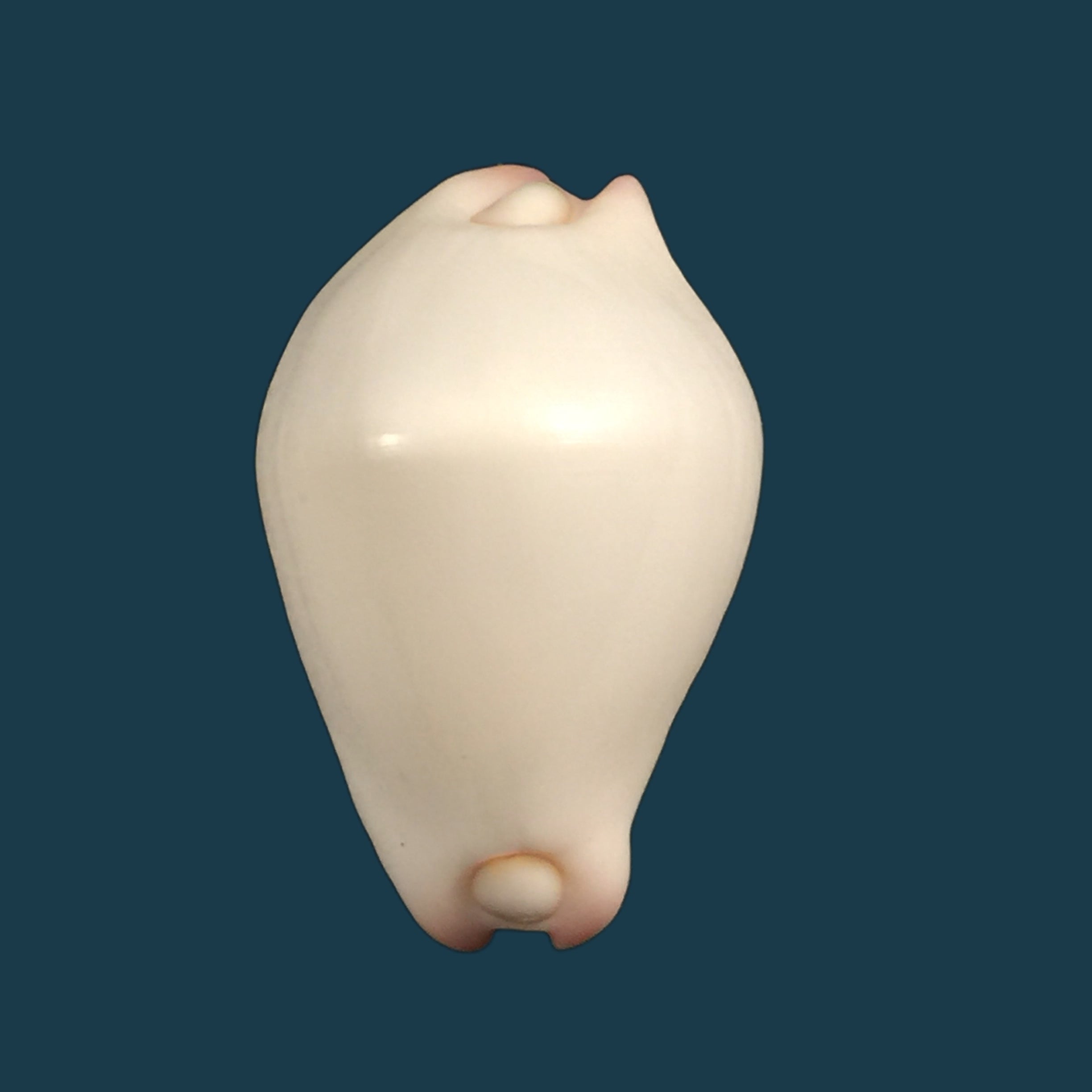 Spixia tridens H. Scott, 1967 - 12,3毫米