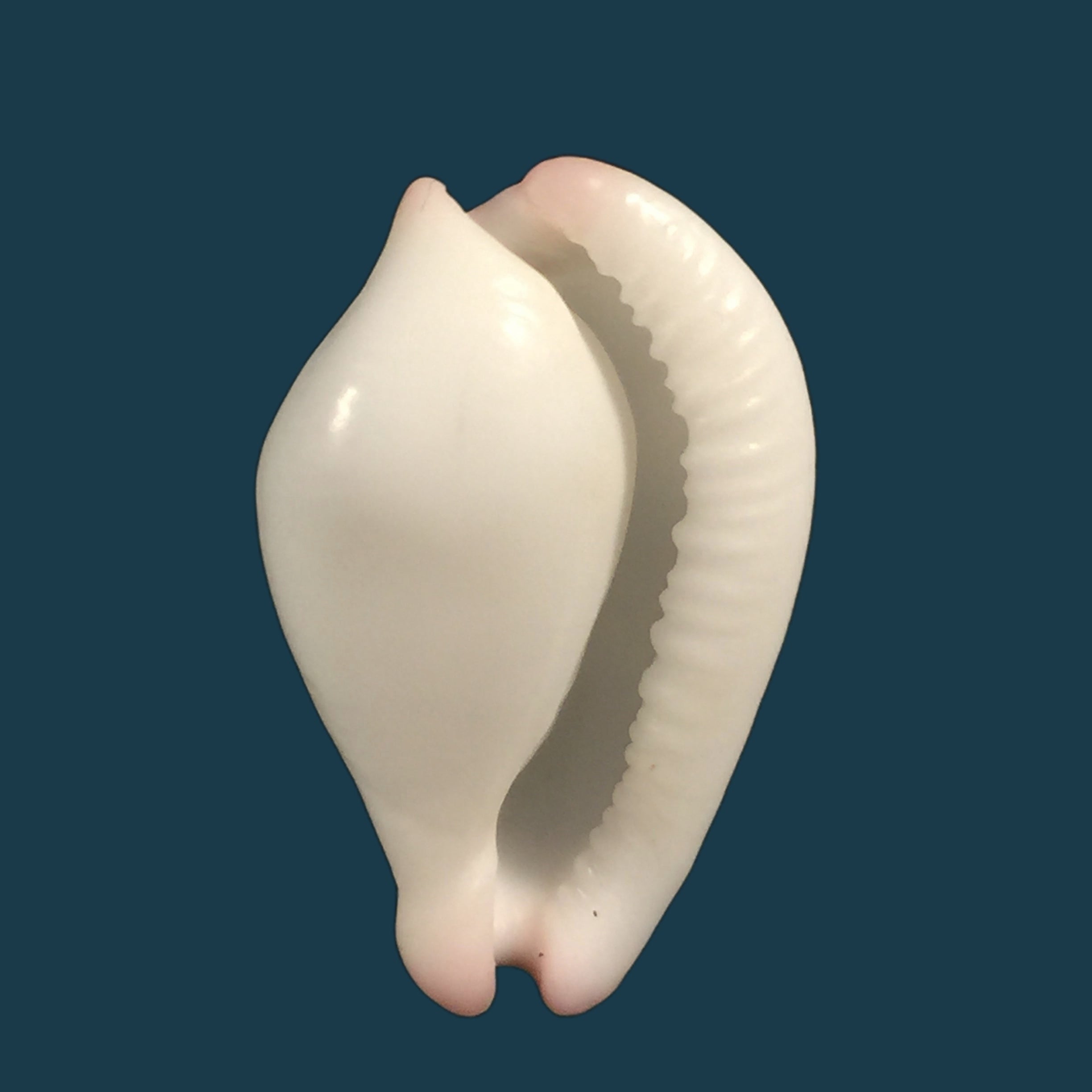 Spixia tridens H. Scott, 1967 - 12,3毫米