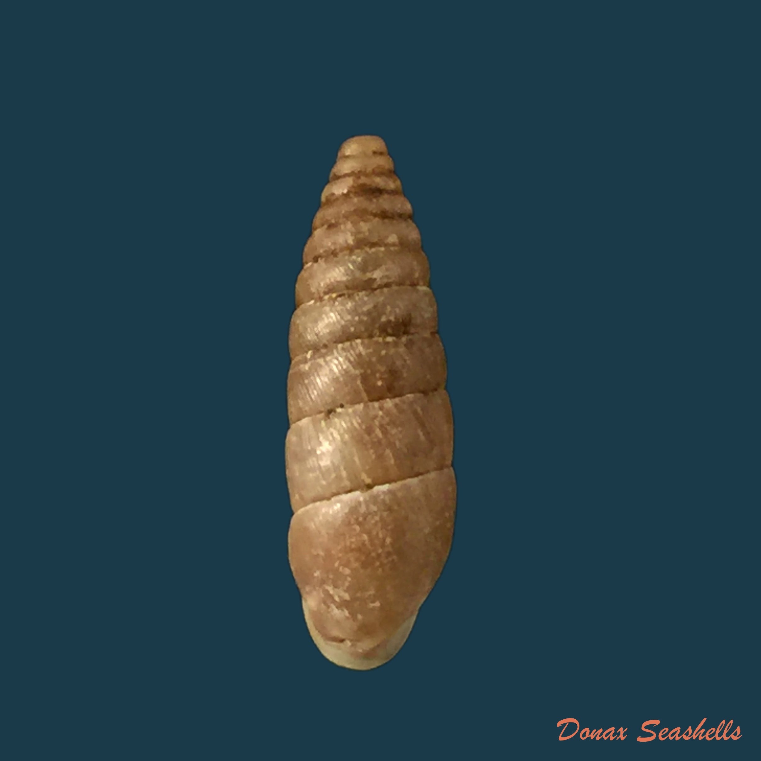 copia-de-calpurnus-verrugosas-linnaeus-1759