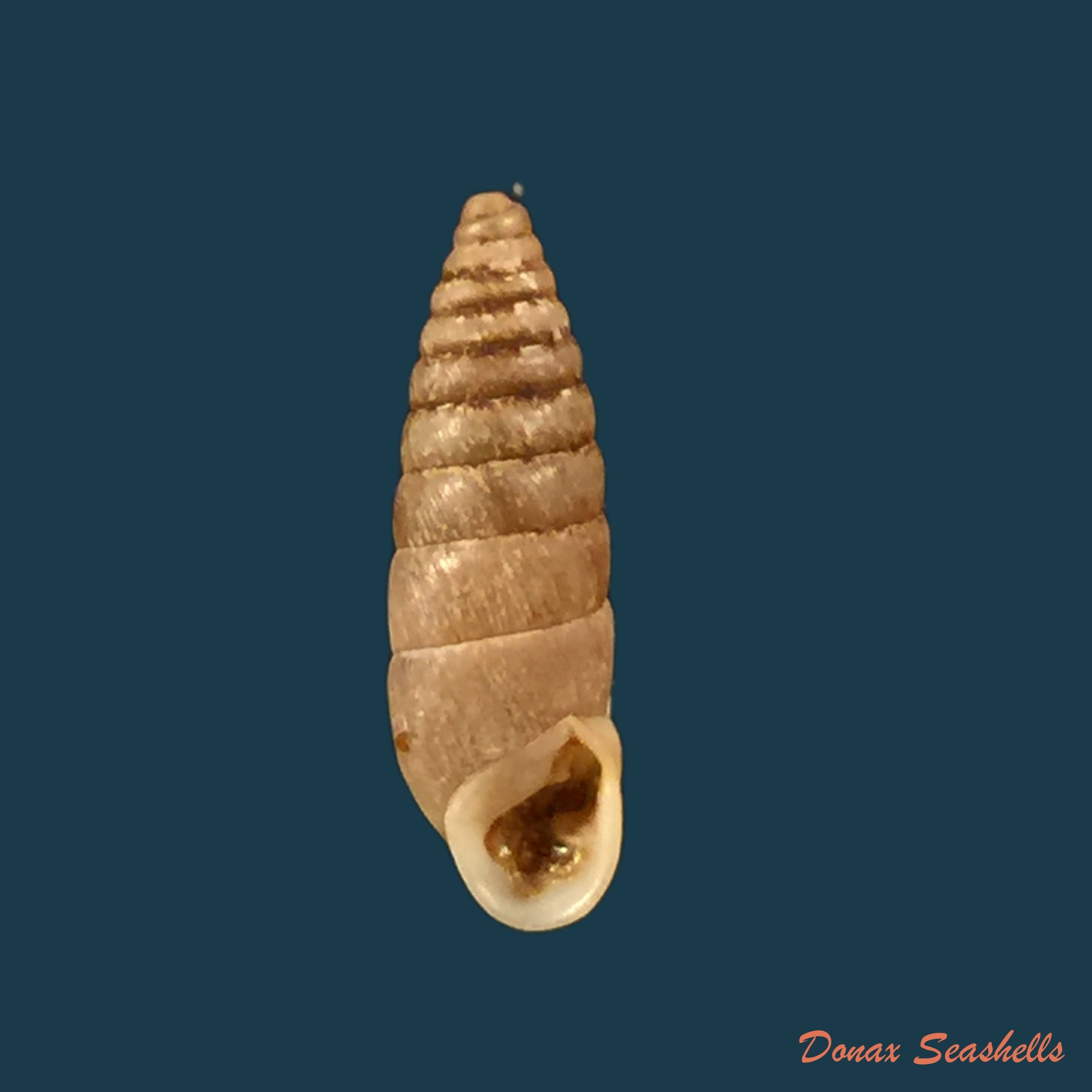 copia-de-calpurnus-verrugosas-linnaeus-1759