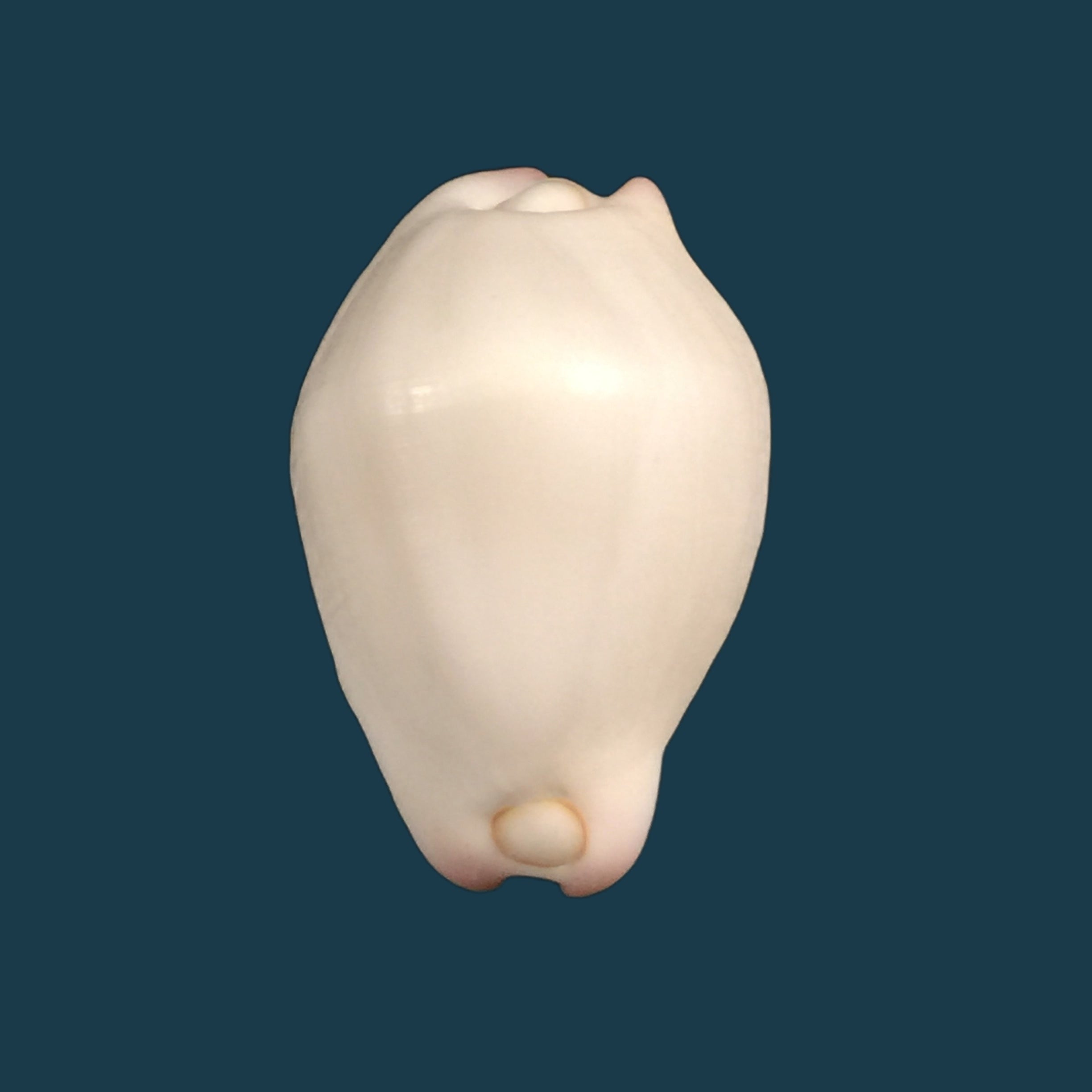 Spixia tridens H. Scott, 1967 - 14,2毫米