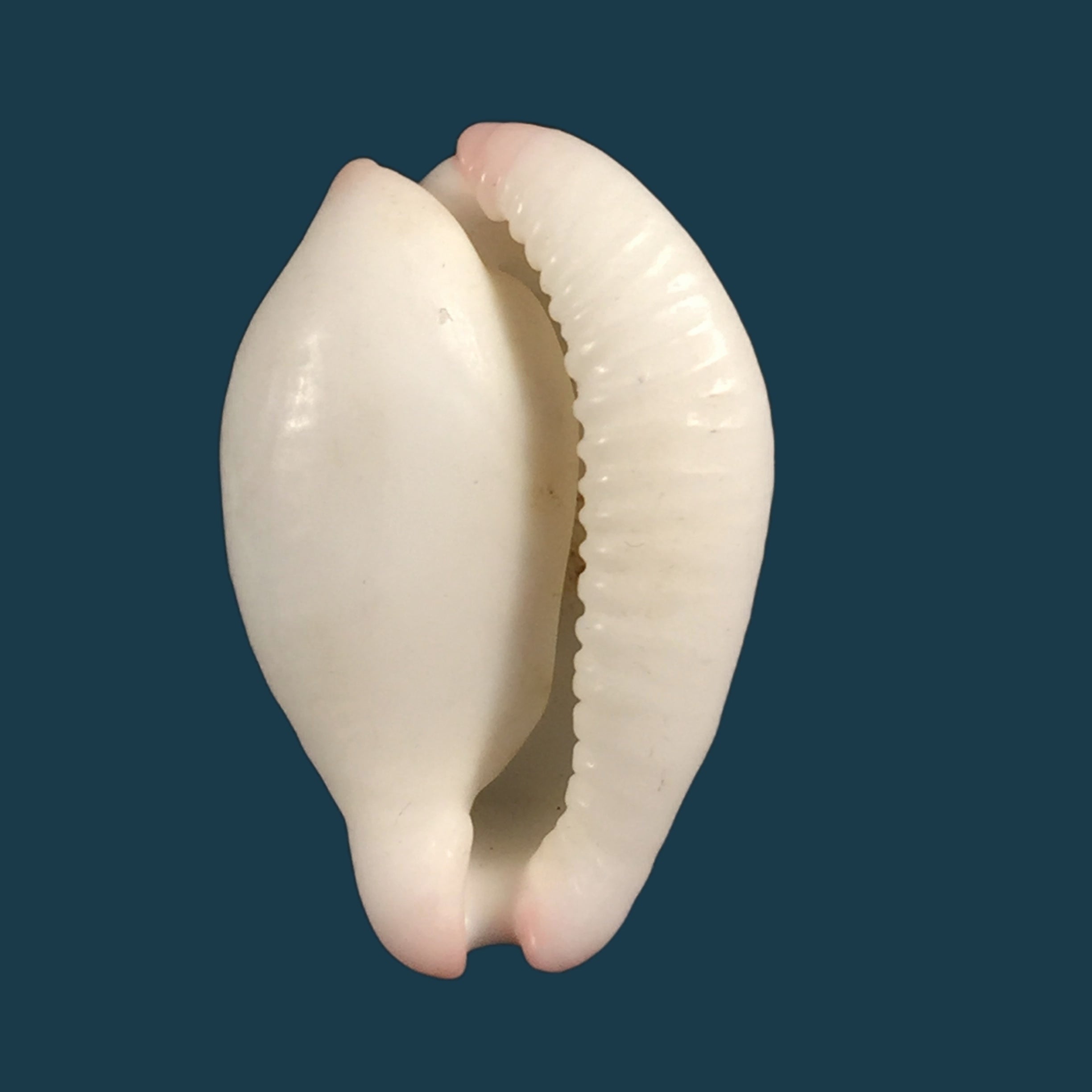 Spixia tridens H. Scott, 1967 - 14,2毫米