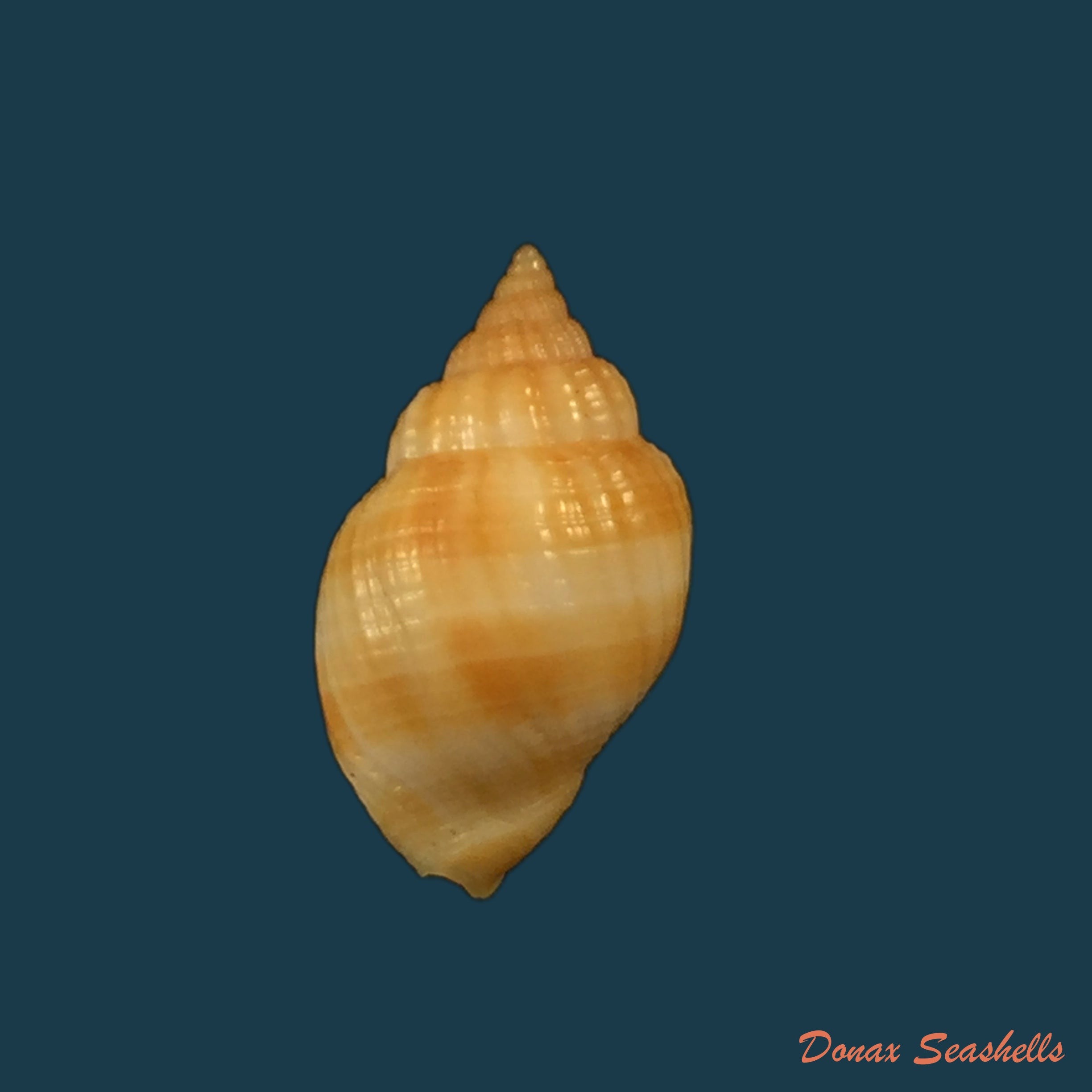 copia-de-cancellaria-obesa-g-b-sowerby-i-1832