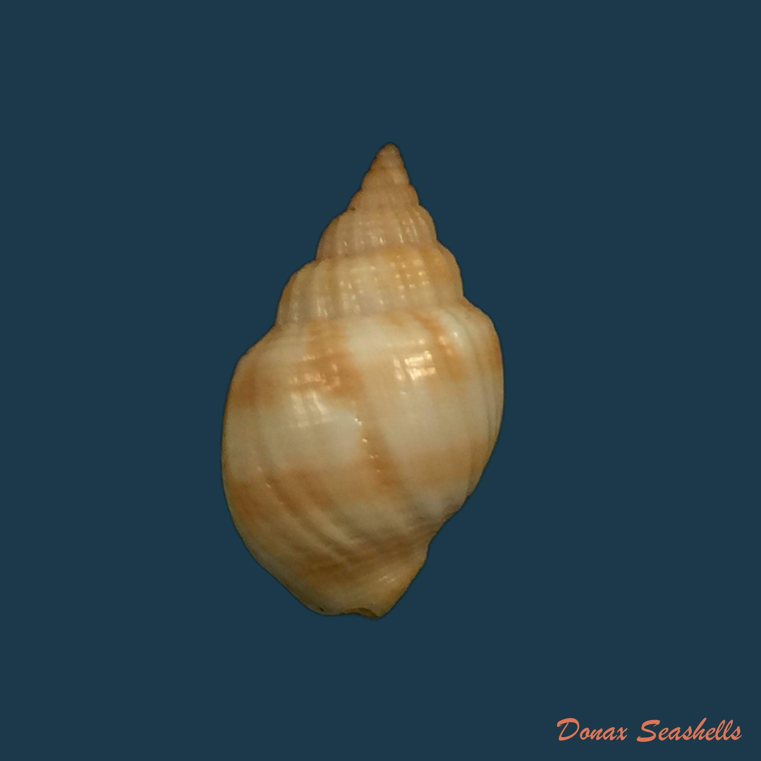 copia-de-cancellaria-obesa-g-b-sowerby-i-1833