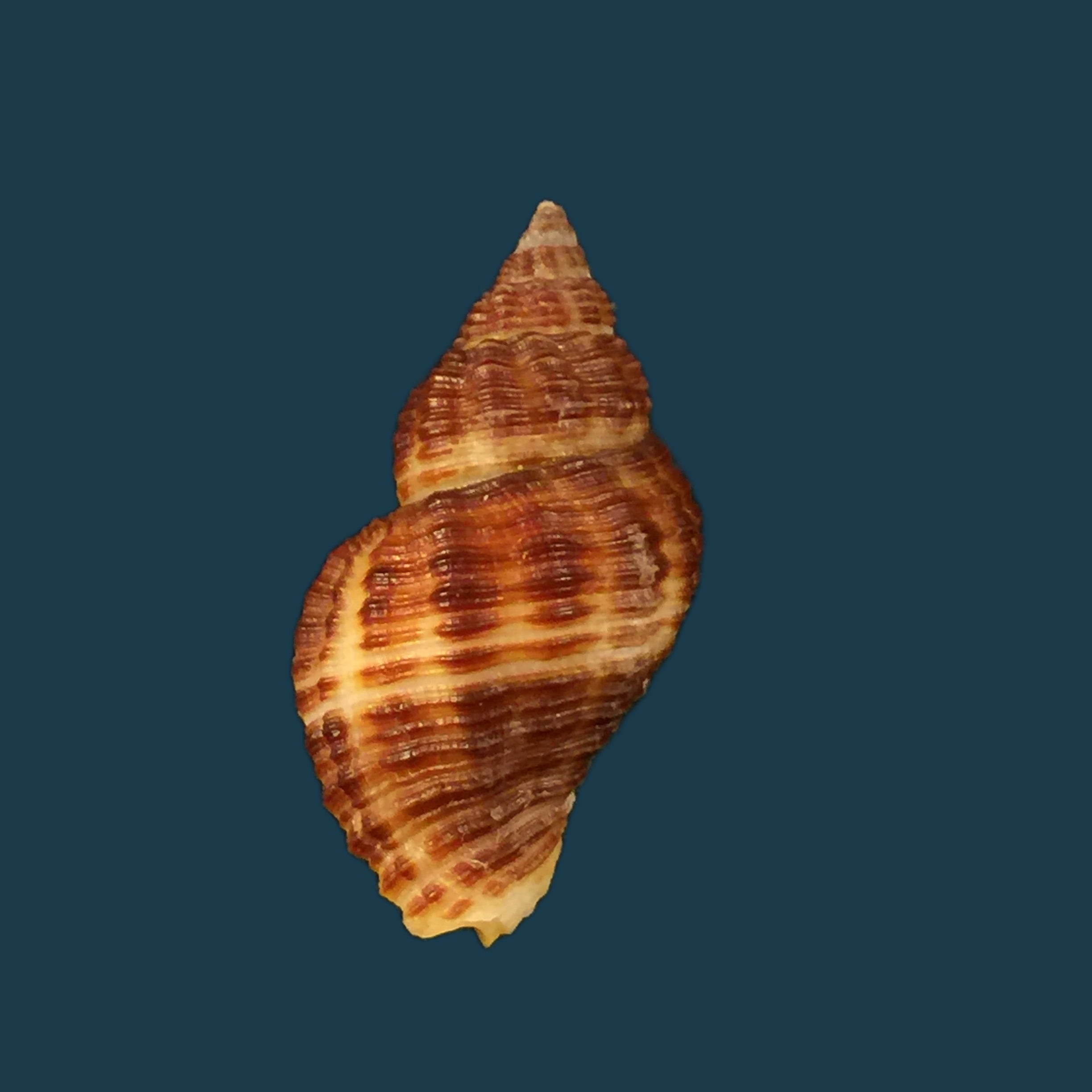 Pollia fumosa (Dillwyn, 1817) - 26,8mm