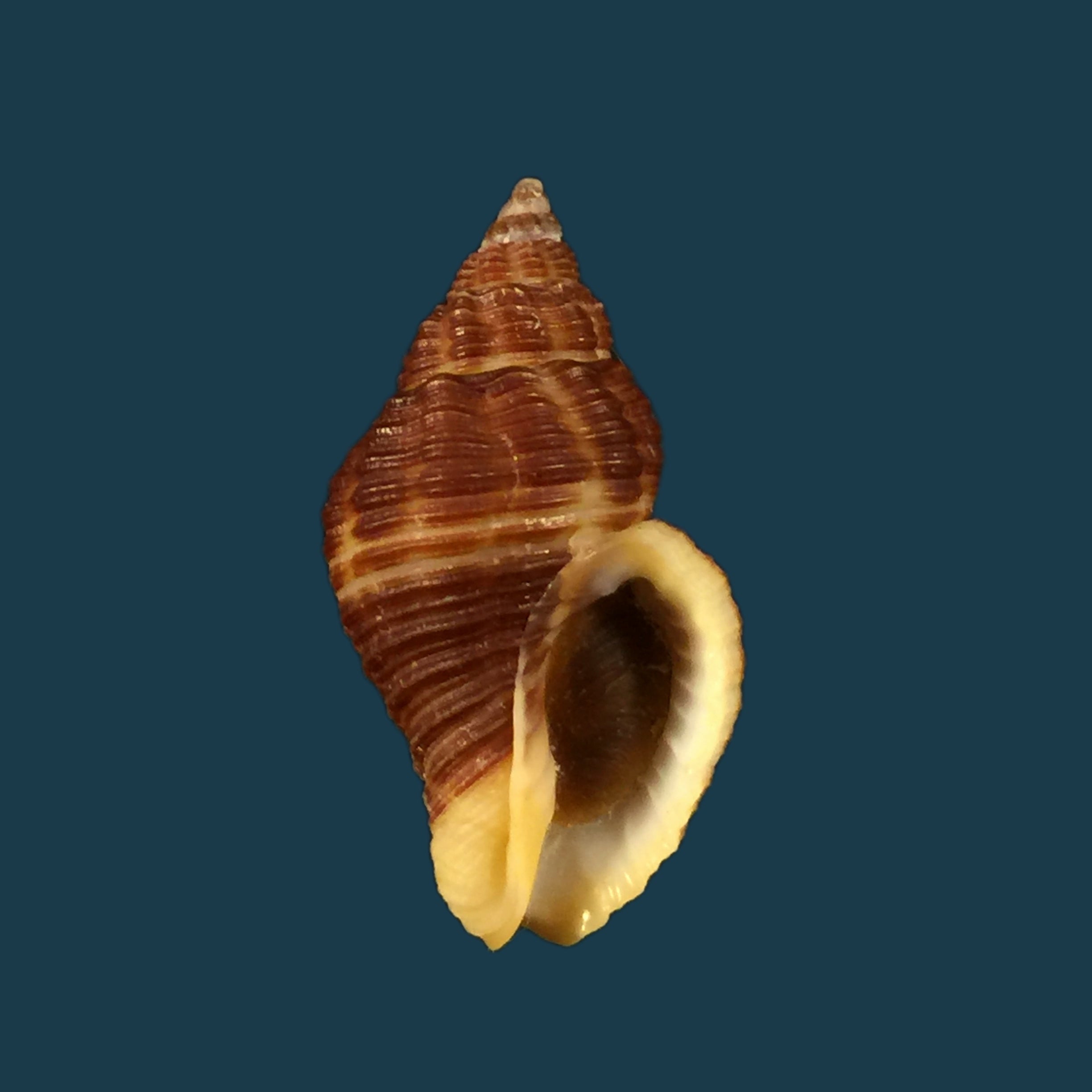 Pollia fumosa (Dillwyn, 1817) - 26,8mm