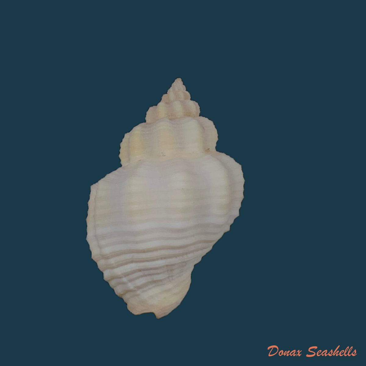 copia-de-cantharus-fumosus-dillwyn-1817-26-8mm