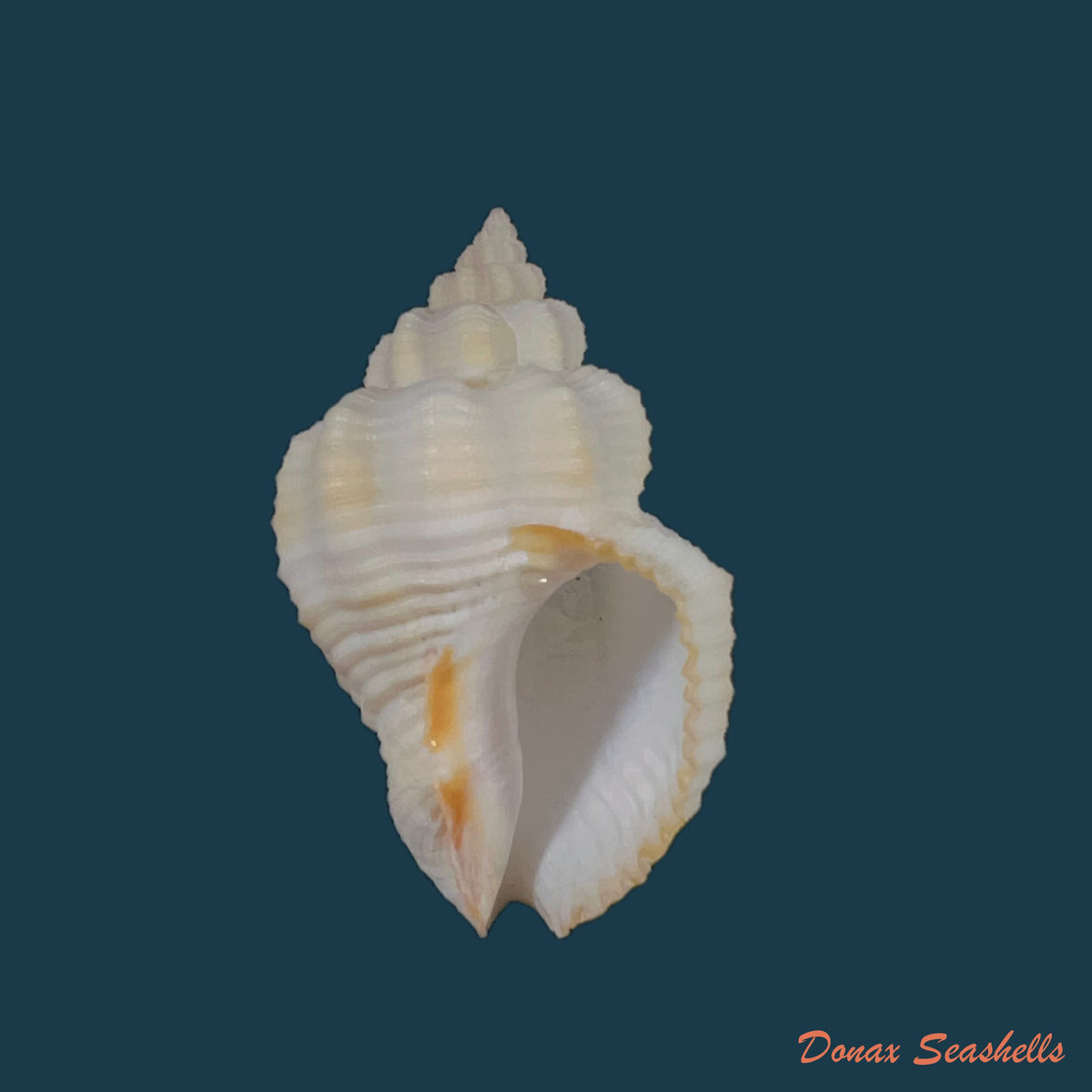copia-de-cantharus-fumosus-dillwyn-1817-26-8mm