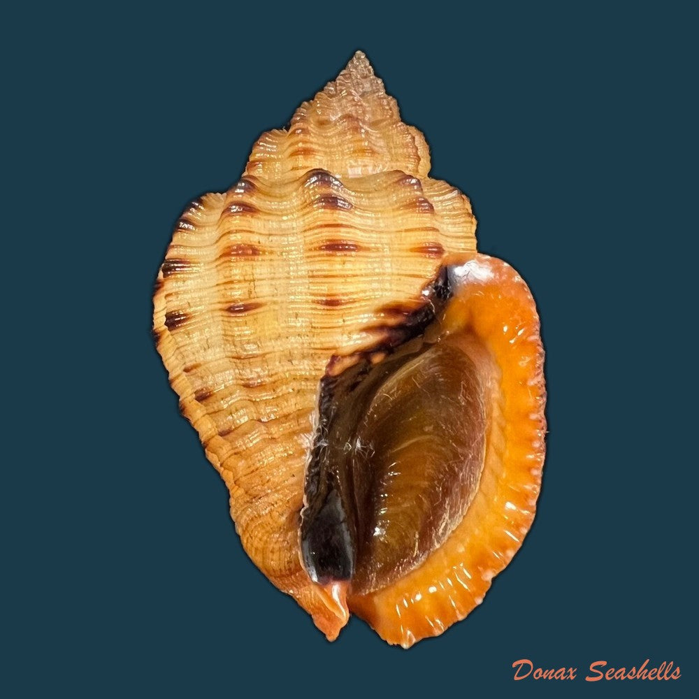 copia-de-cantharus-fumosus-dillwyn-1817-28-5mm-1