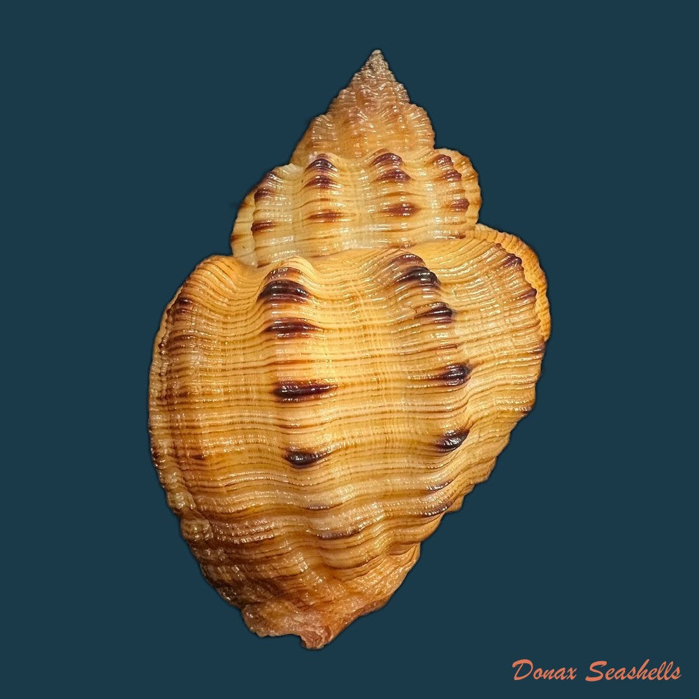 copia-de-cantharus-fumosus-dillwyn-1817-28-5mm-1