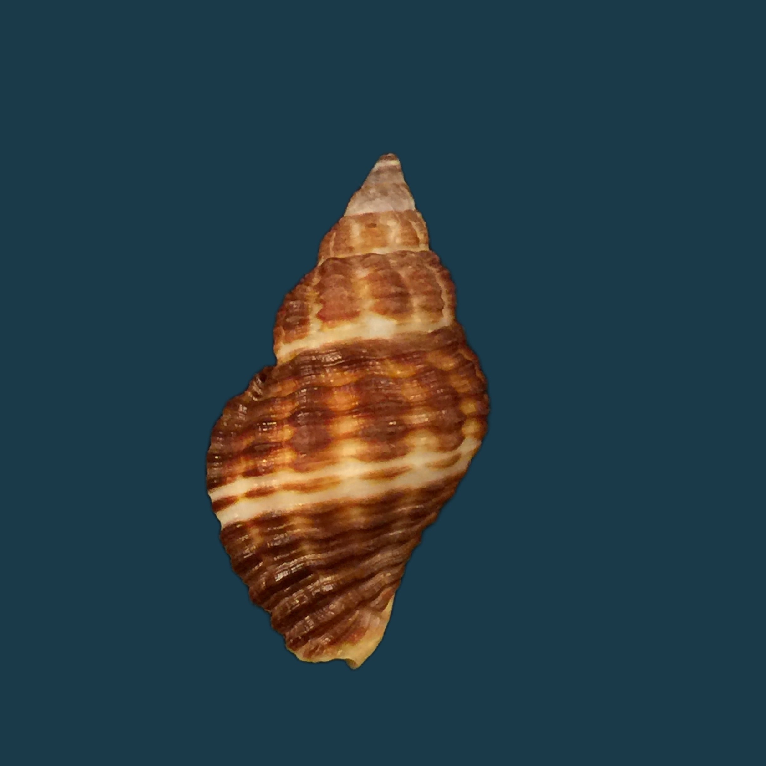 Pollia fumosa (Dillwyn, 1817) - 24,7mm