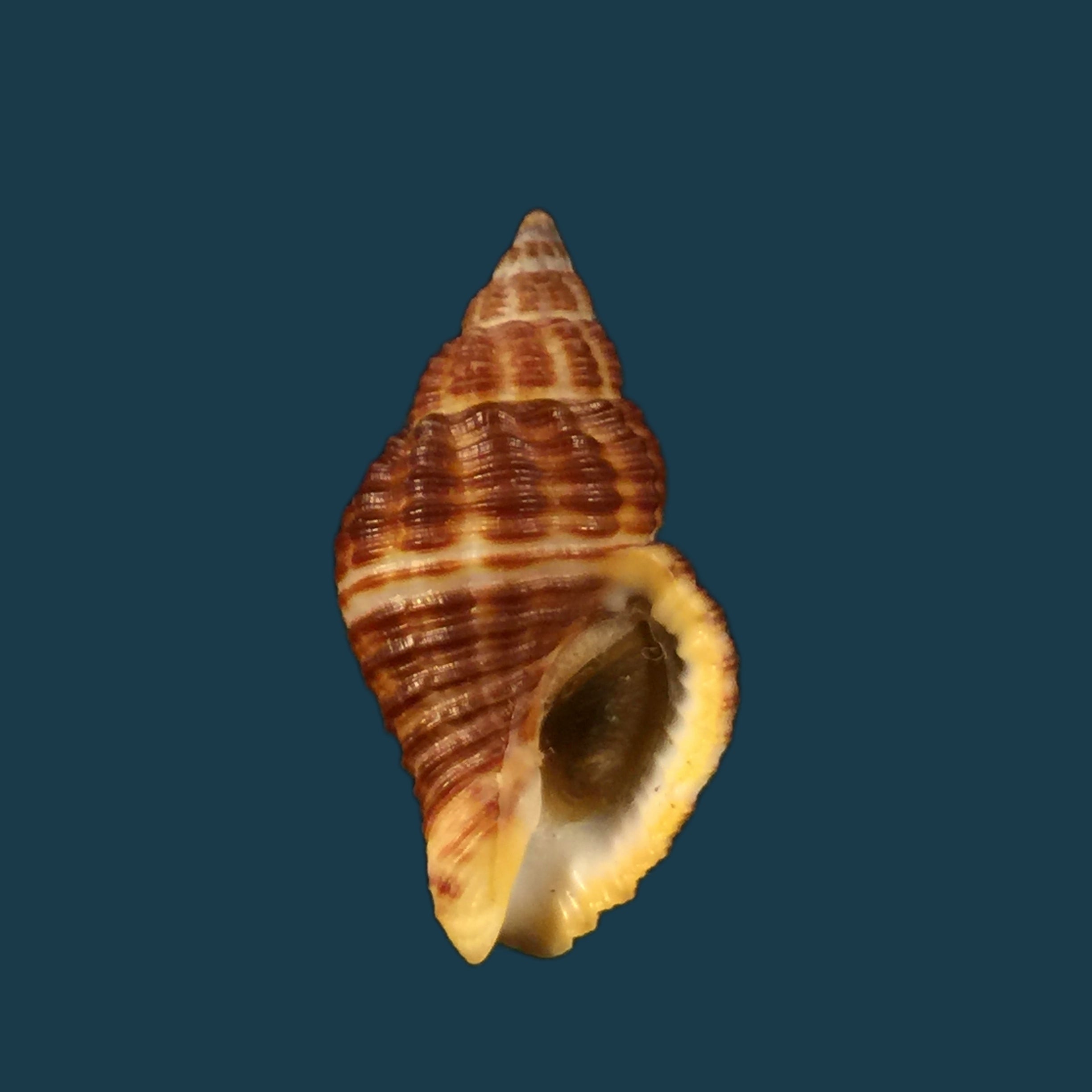 Pollia fumosa (Dillwyn, 1817) - 24,7mm