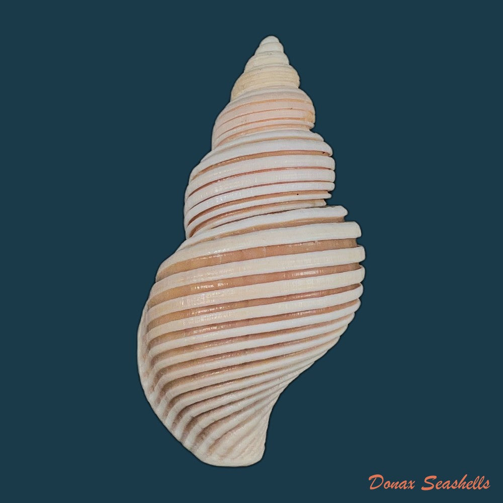 copia-de-cantharus-melanostoma-g-b-sowerby-i-1825-57-2mm